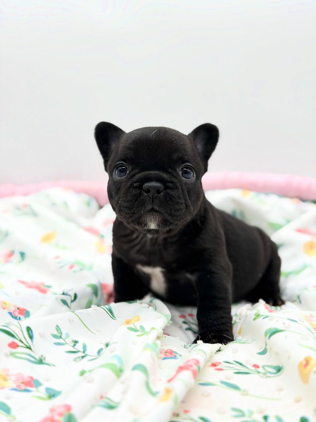 Black panther female French bulldog image 1