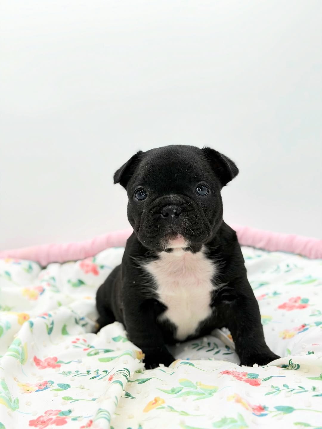 Black panther female French bulldog image 3
