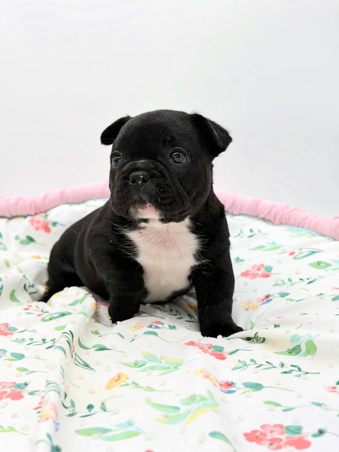 Black panther female French bulldog image 4