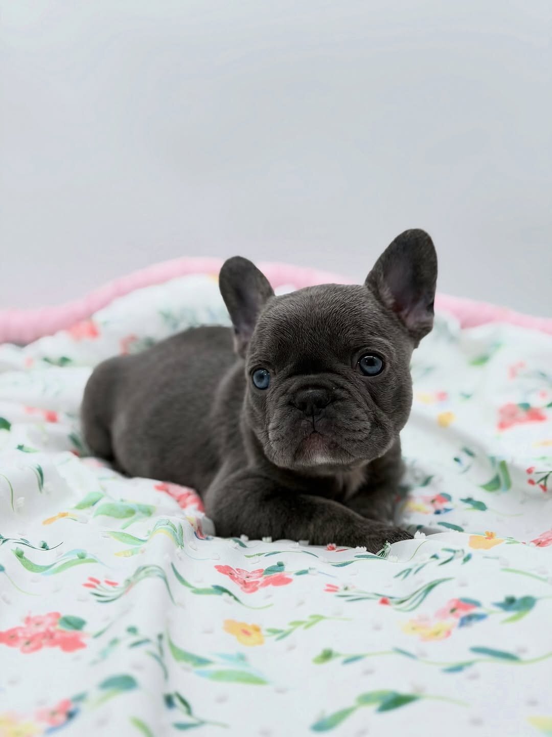 Lilac Female French Bulldog image 5