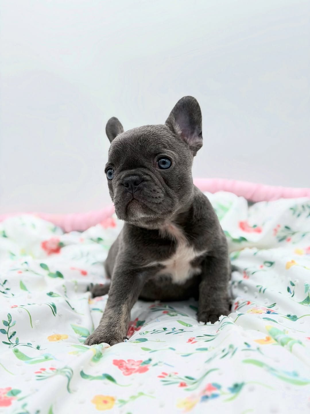 Lilac Female French Bulldog image 2