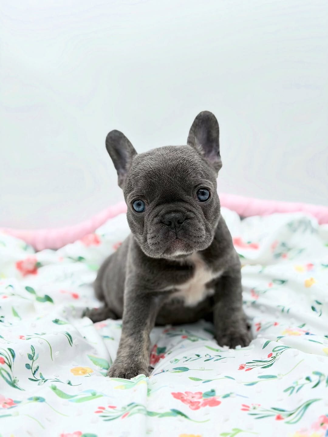 Lilac Female French Bulldog image 1