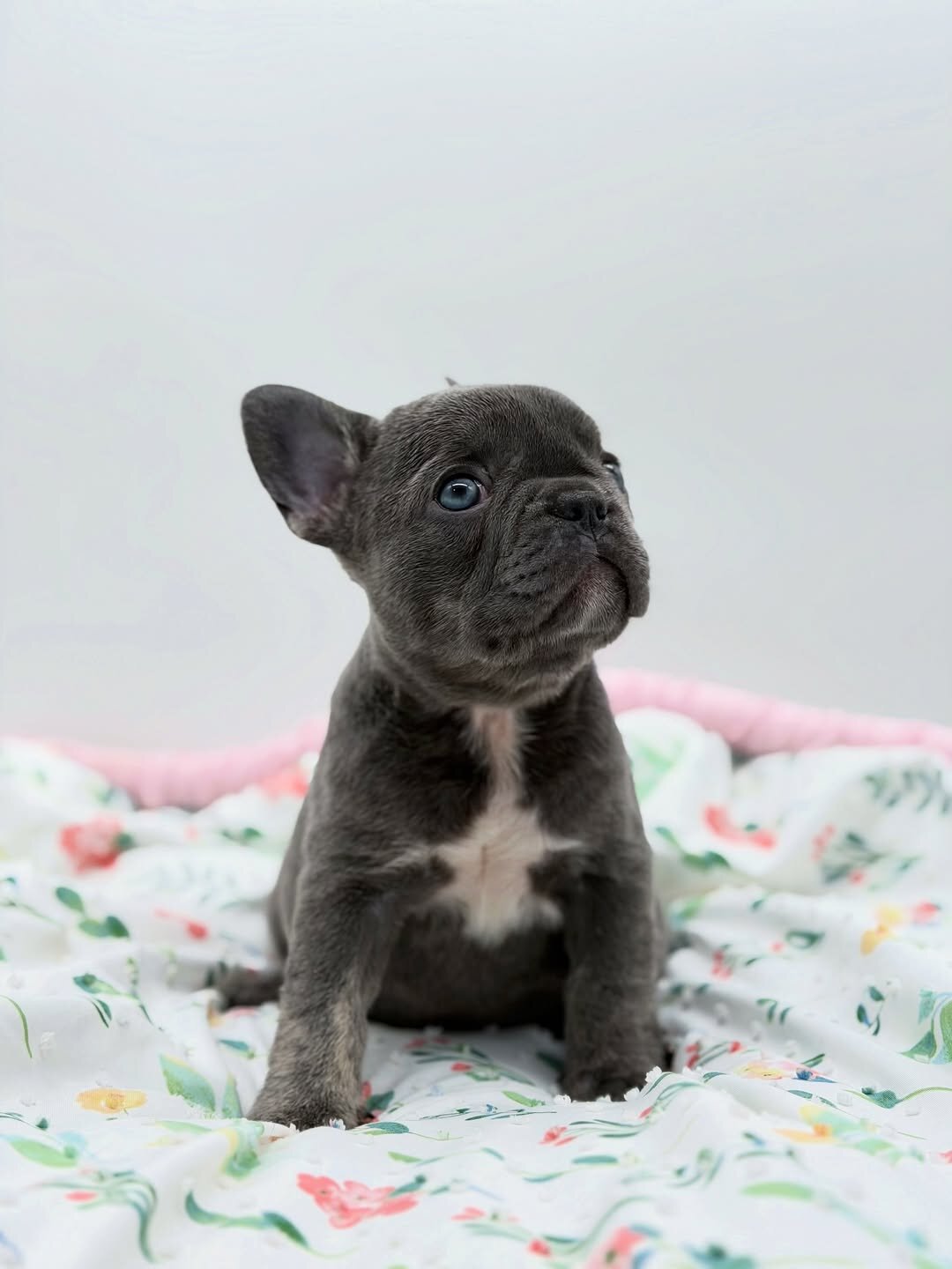 Lilac Female French Bulldog image 3