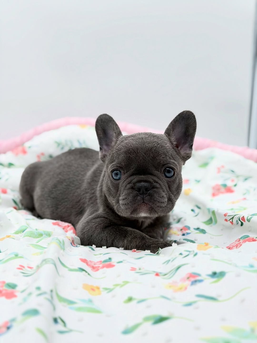 Lilac Female French Bulldog image 4