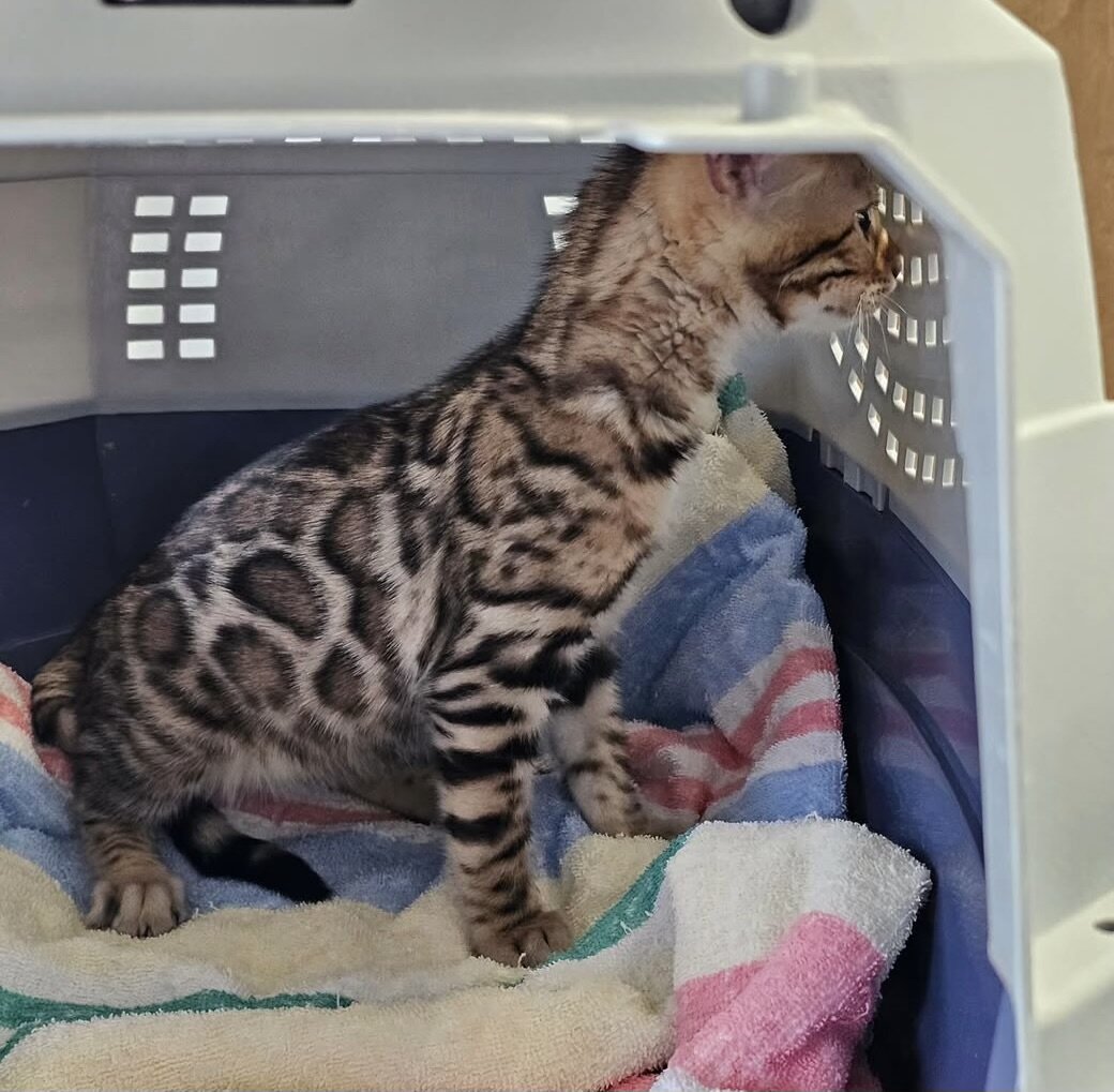 Casinga brown bengal kitten image 2