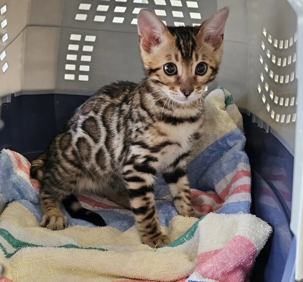 Casinga brown bengal kitten image 1