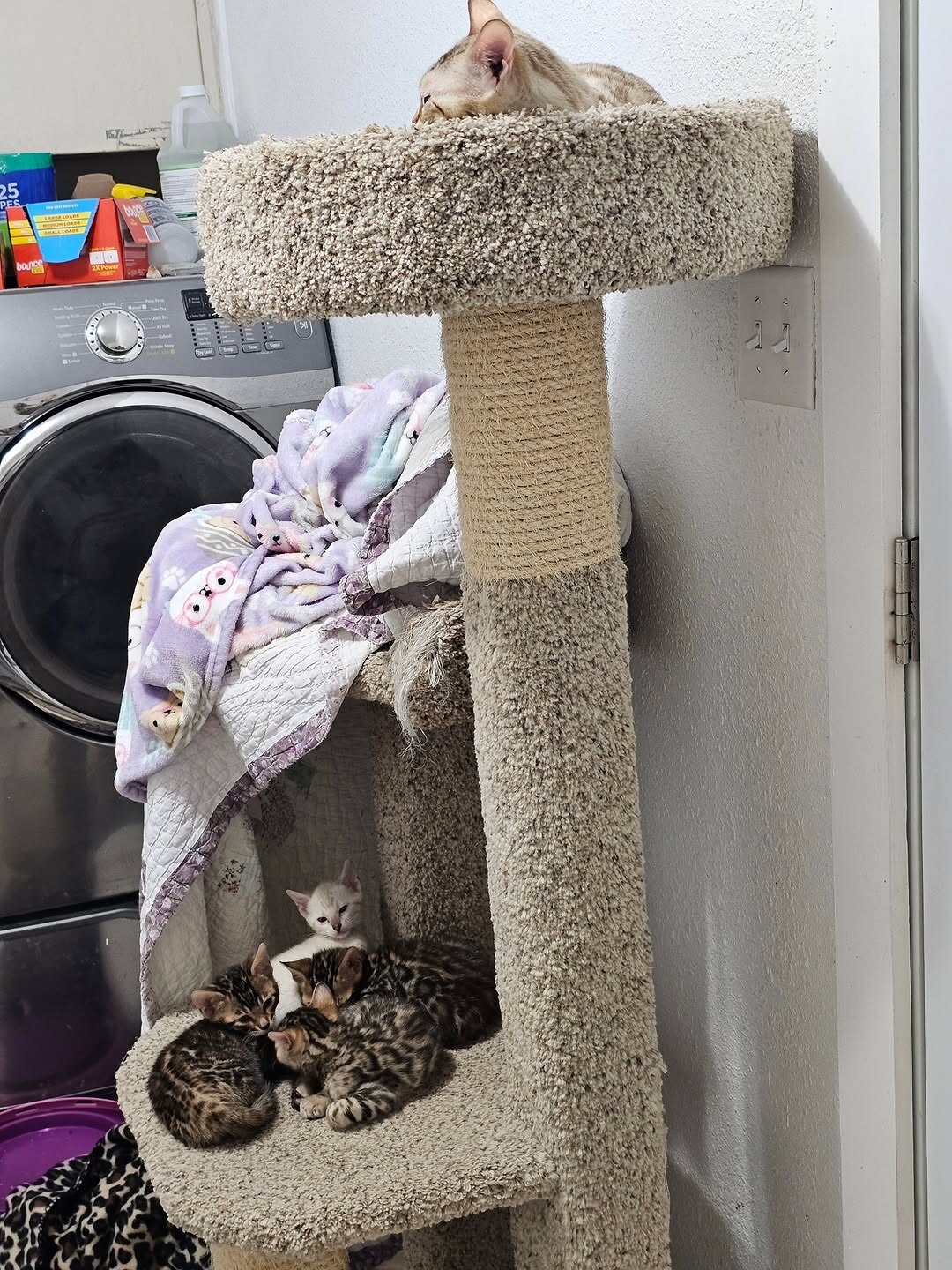 Home raised bengal kittens for a new home image 1