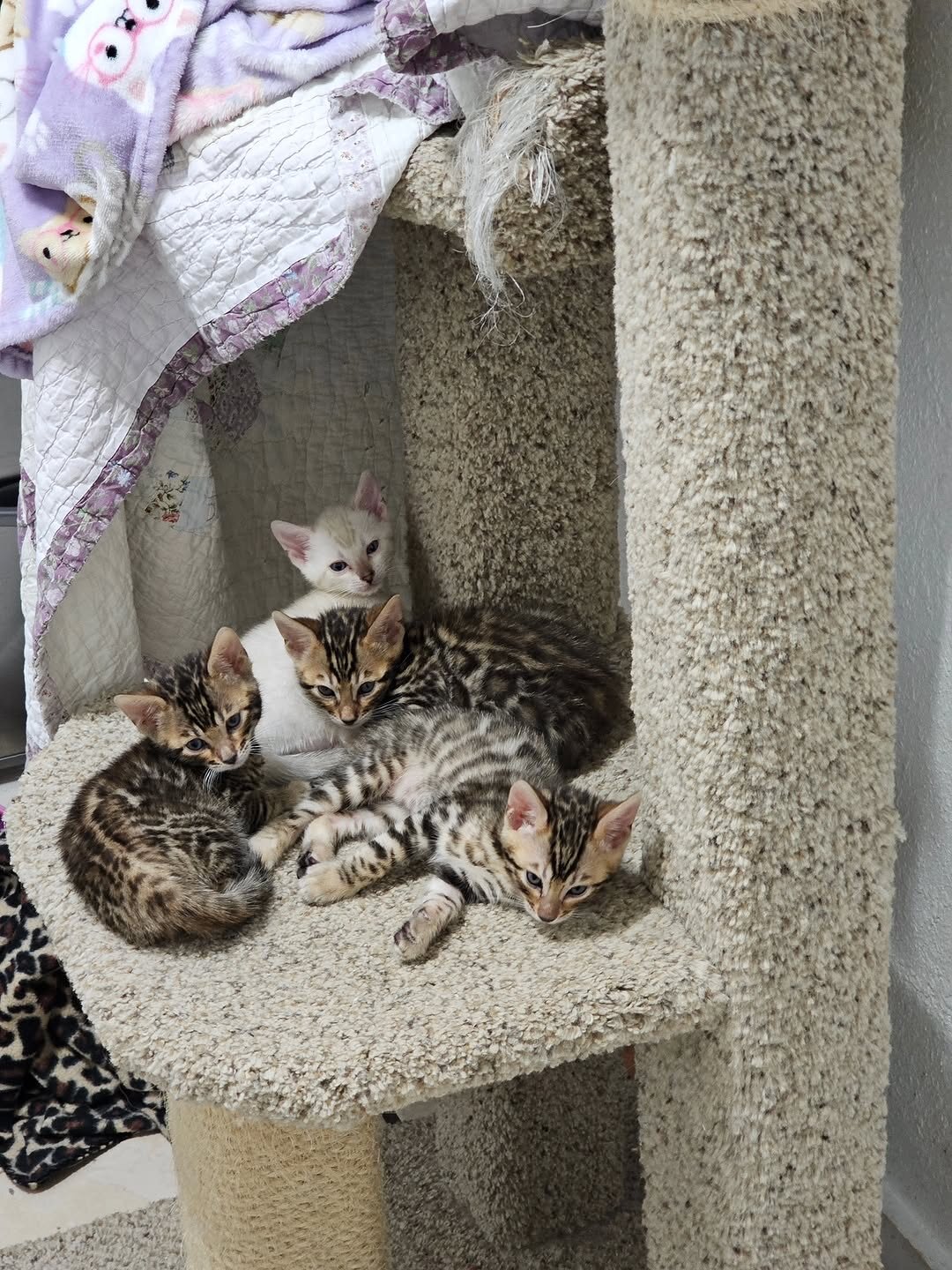 Home raised bengal kittens for a new home image 2