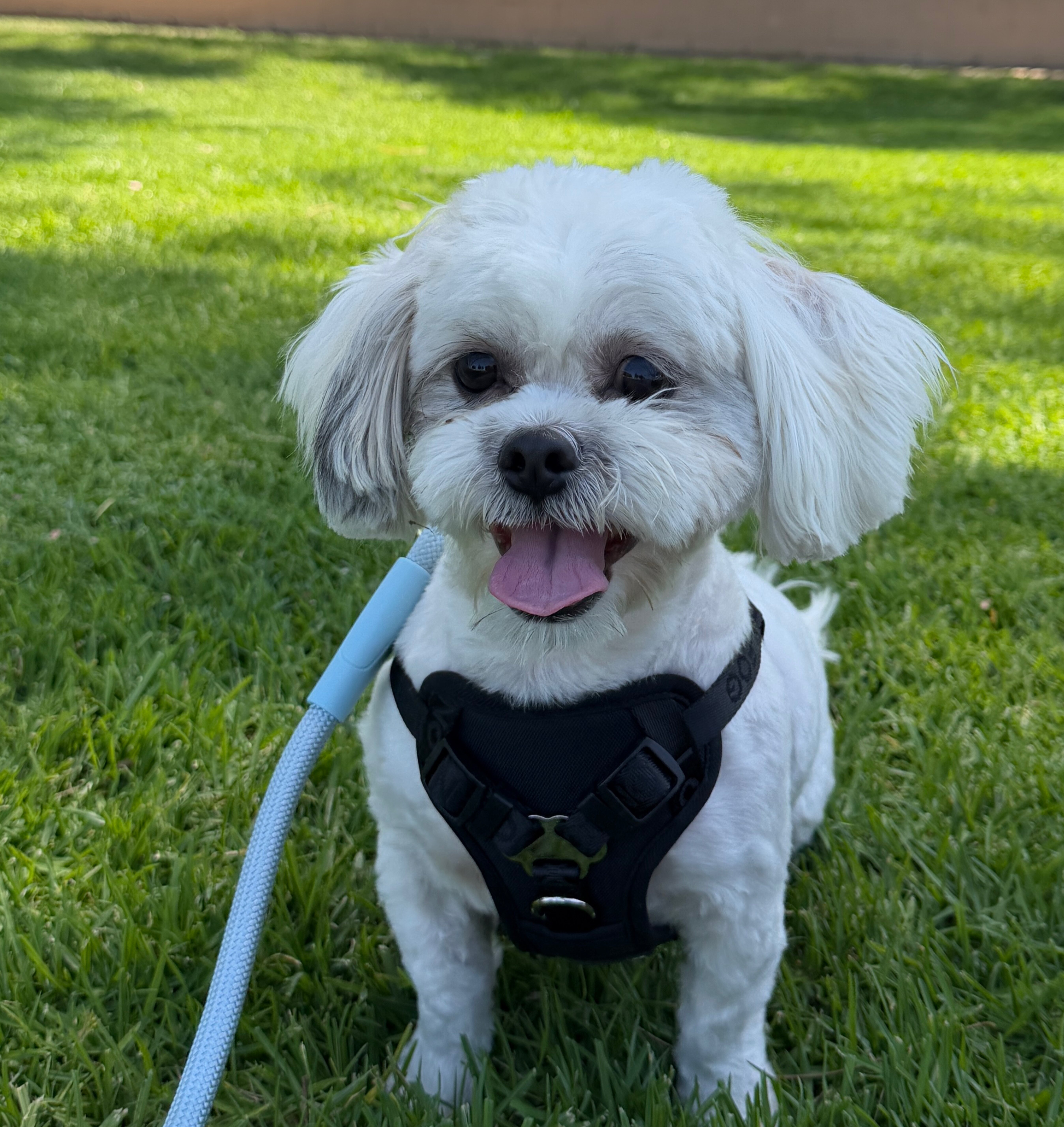 Shih Poo image 1