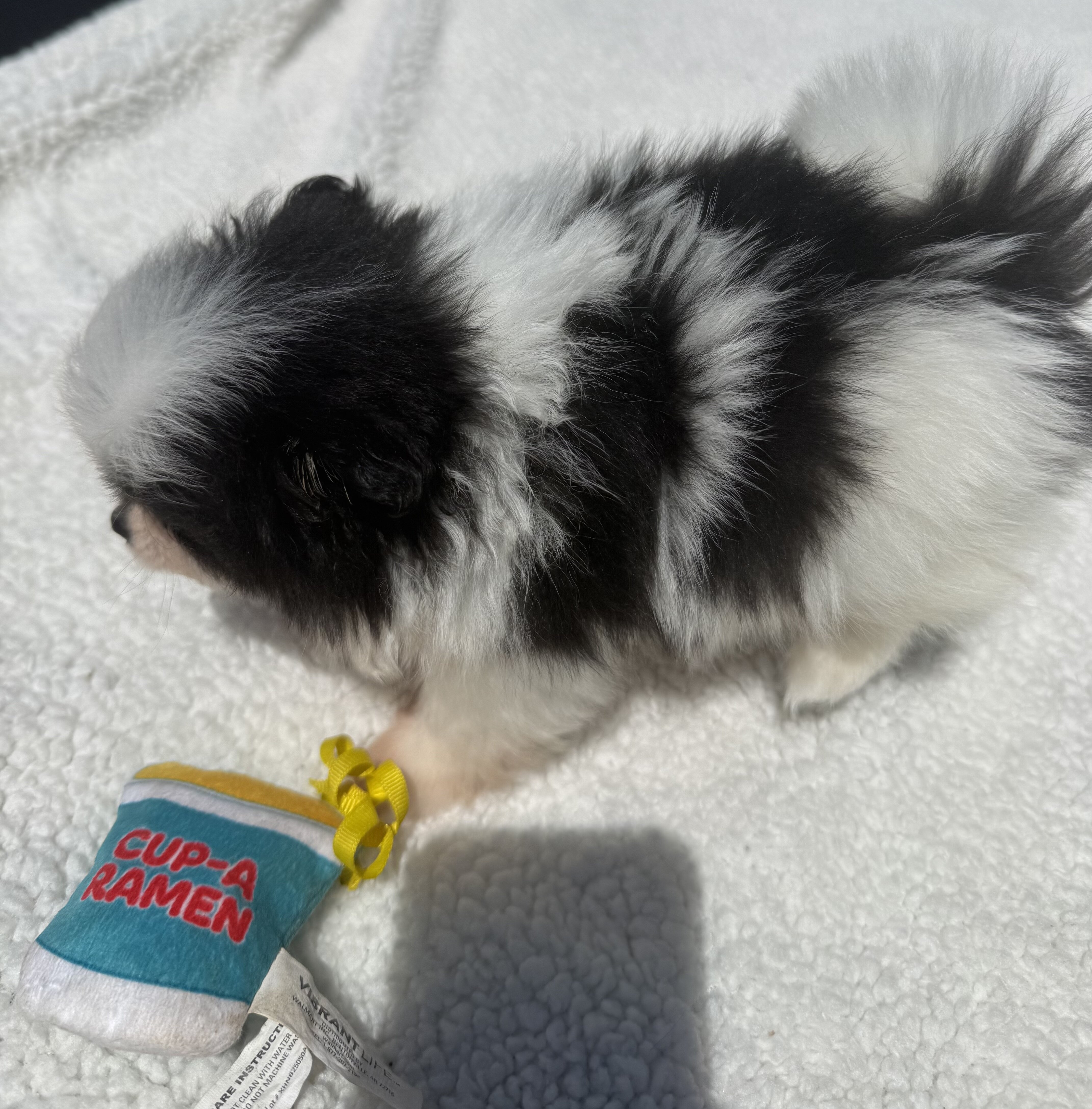 AKC Pomeranian puppies image 2