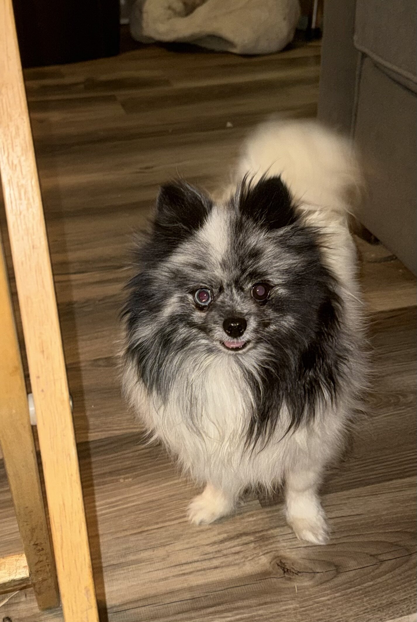 AKC Pomeranian puppies image 4