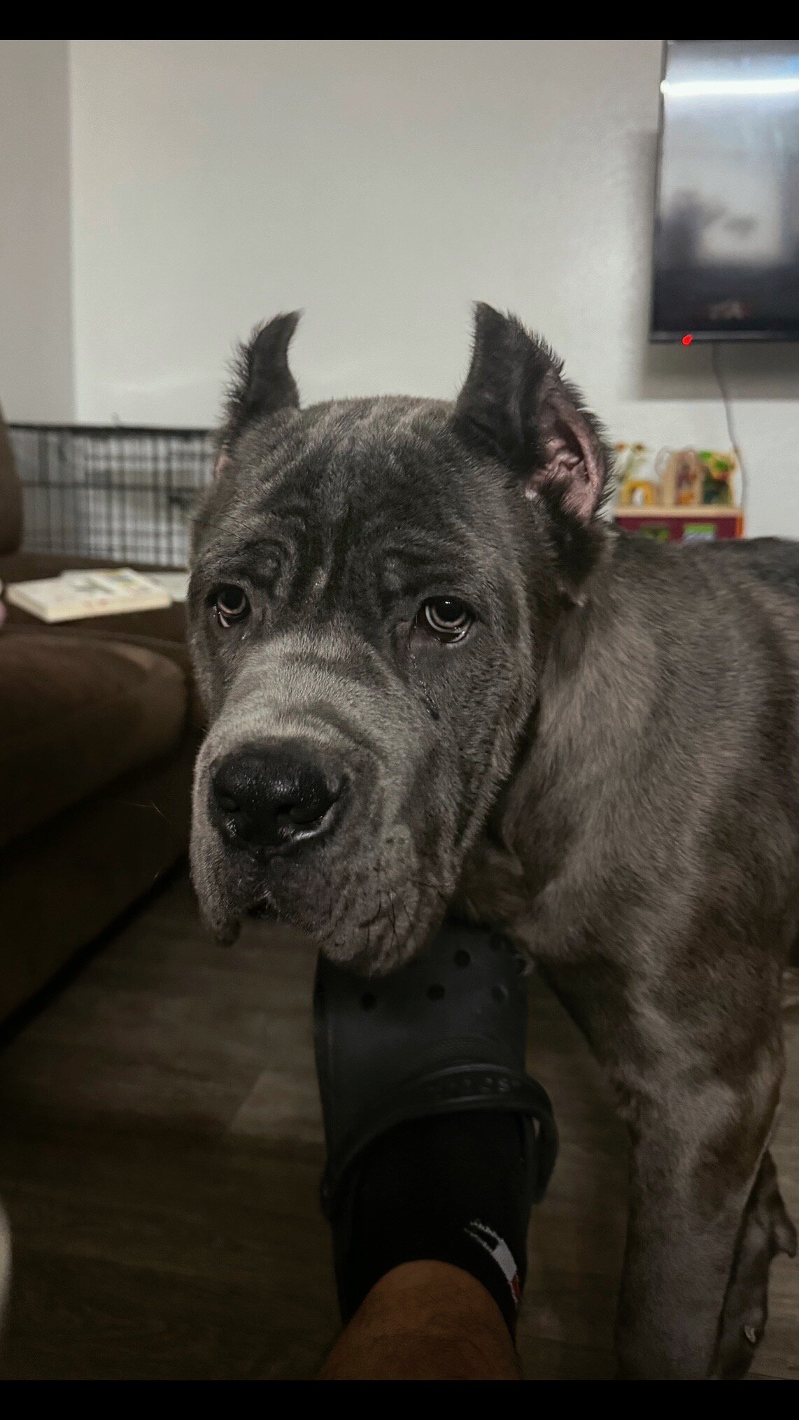 Italian mastiff cane corso puppy image 2
