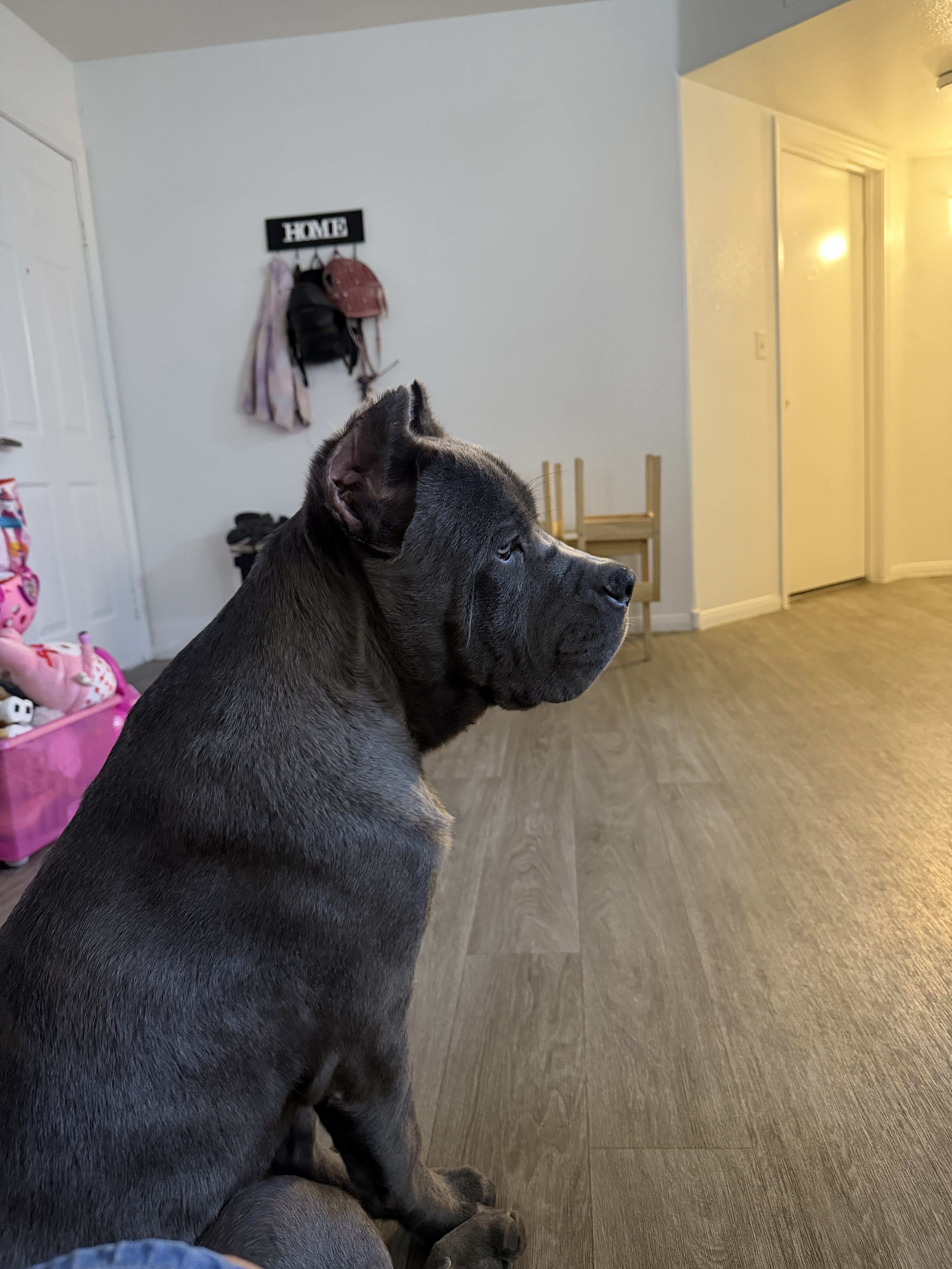 Italian mastiff cane corso puppy image 1