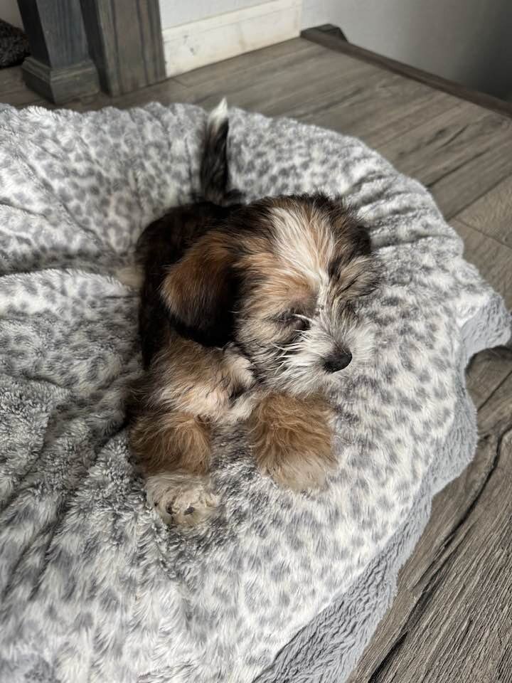 Puppy image 3
