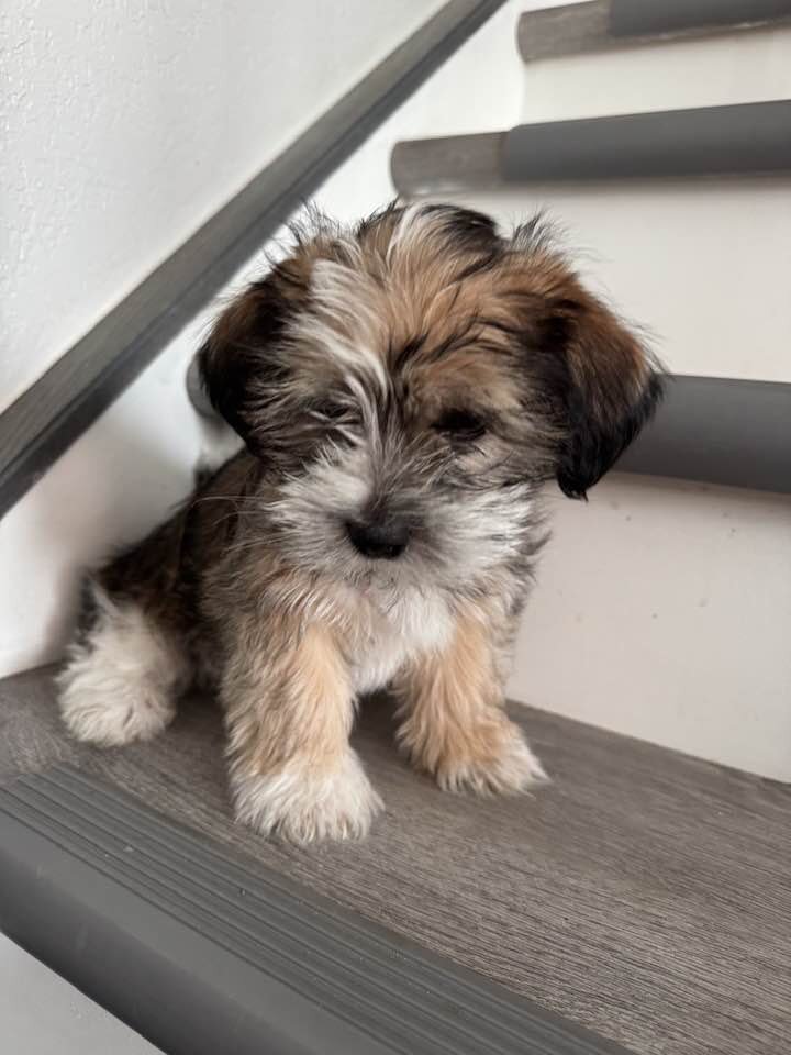 Puppy image 1
