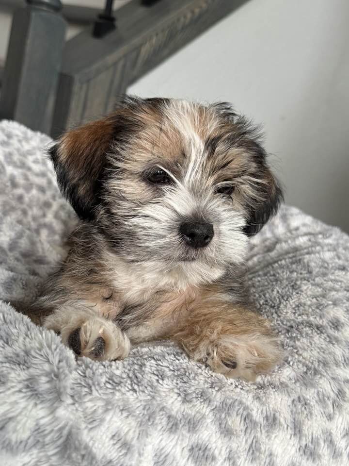 Puppy image 4
