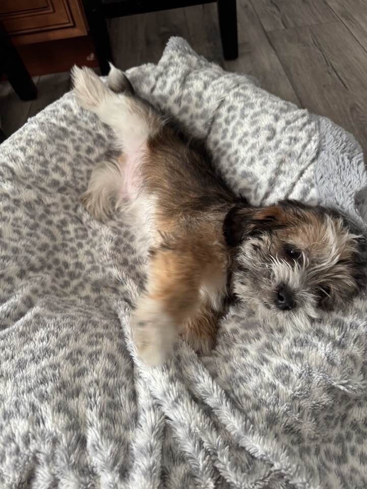 Puppy image 5