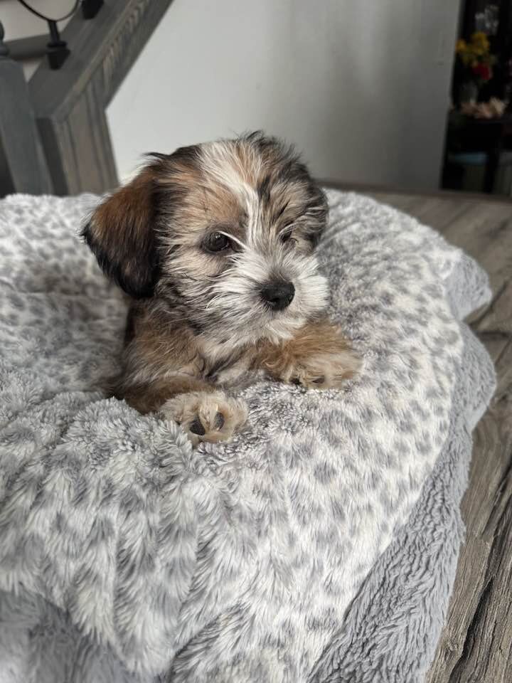 Puppy image 2