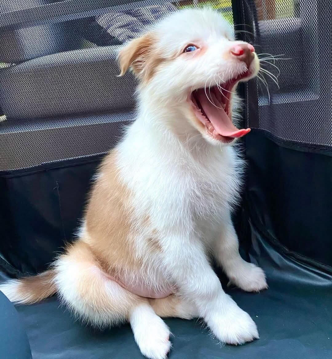 Australian Shepard puppies for adoption image 2