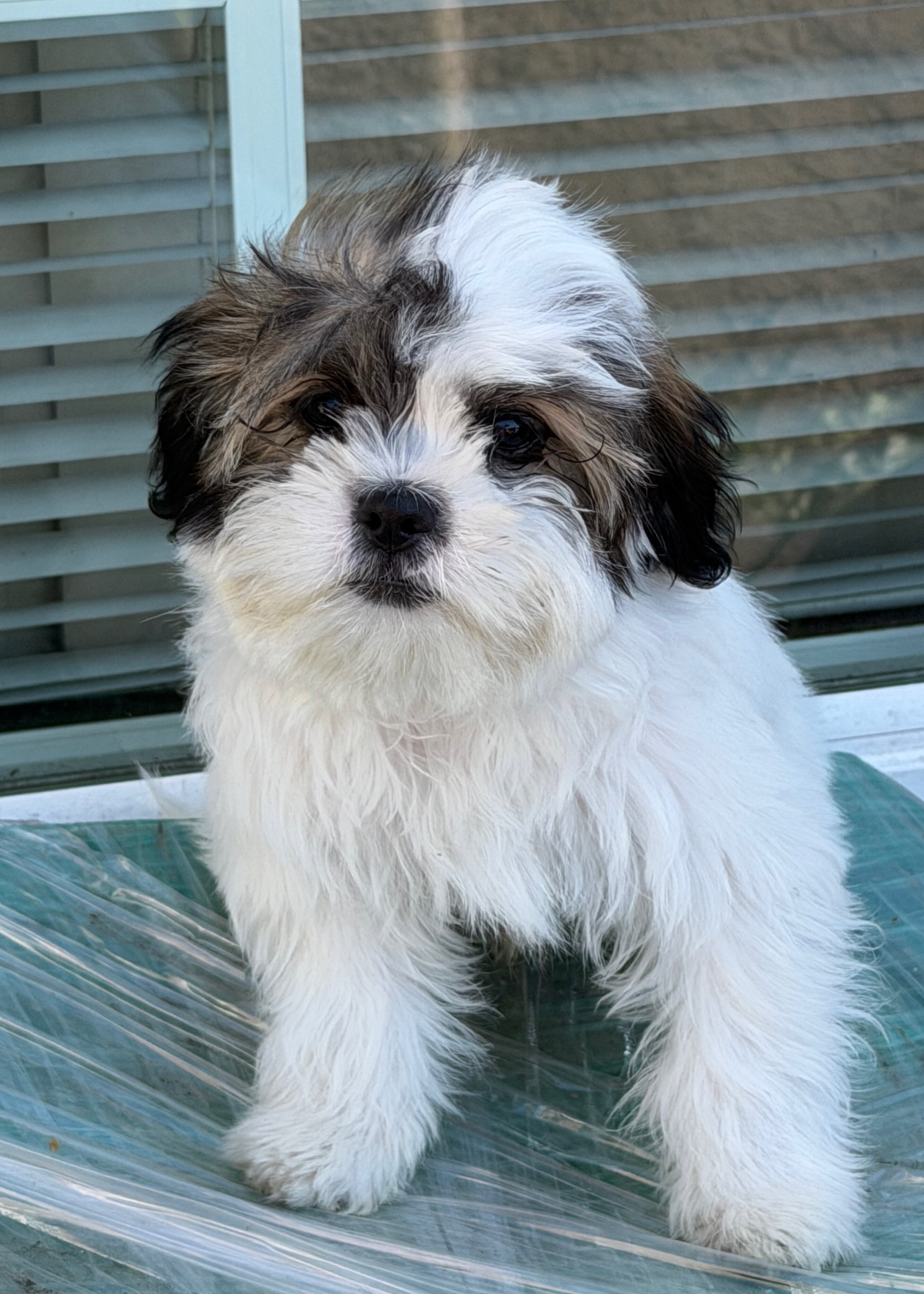 Small Dog image 1
