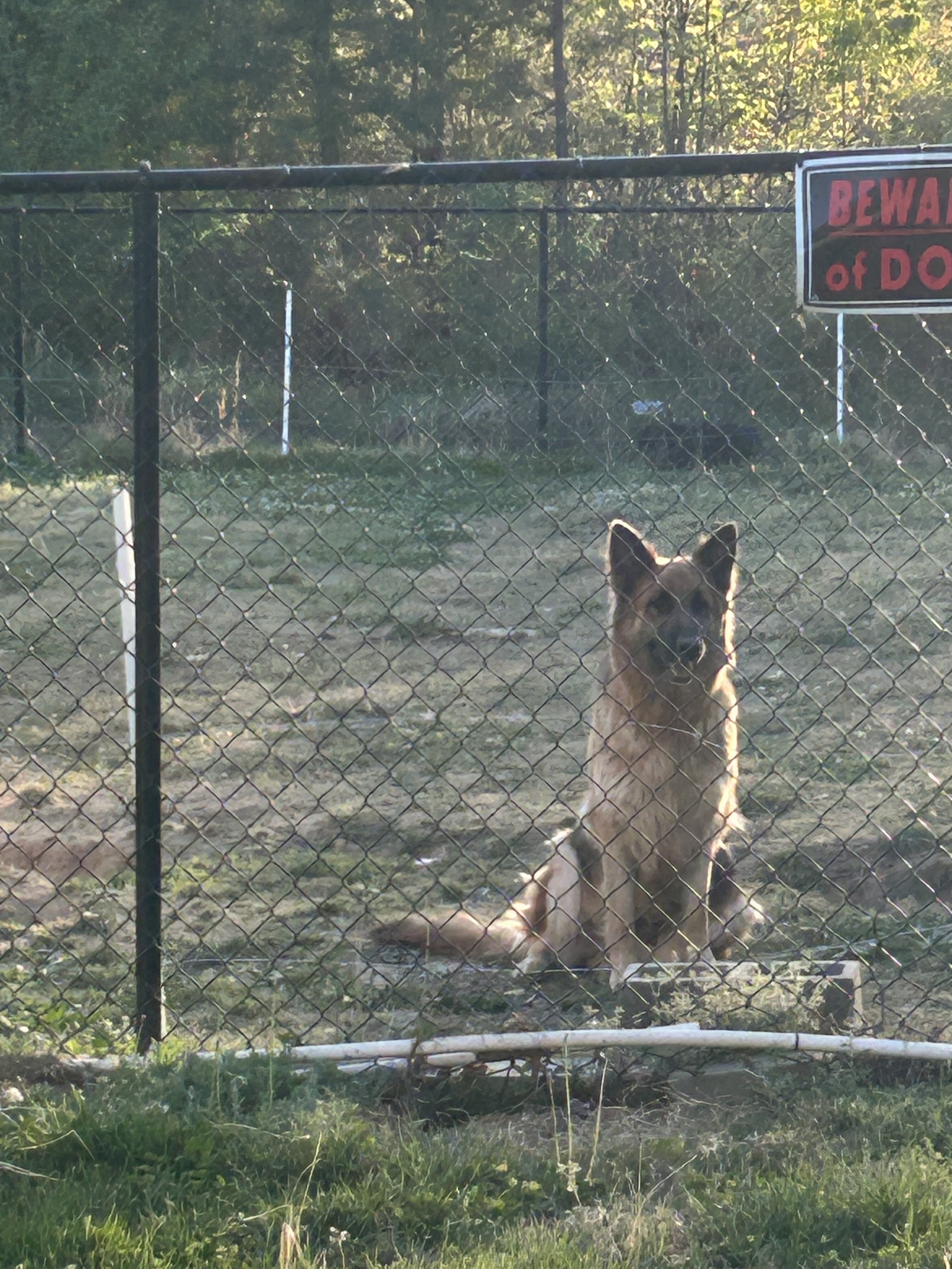 AKC GERMAN SHEPHERD puppies 12 weeks old image 9