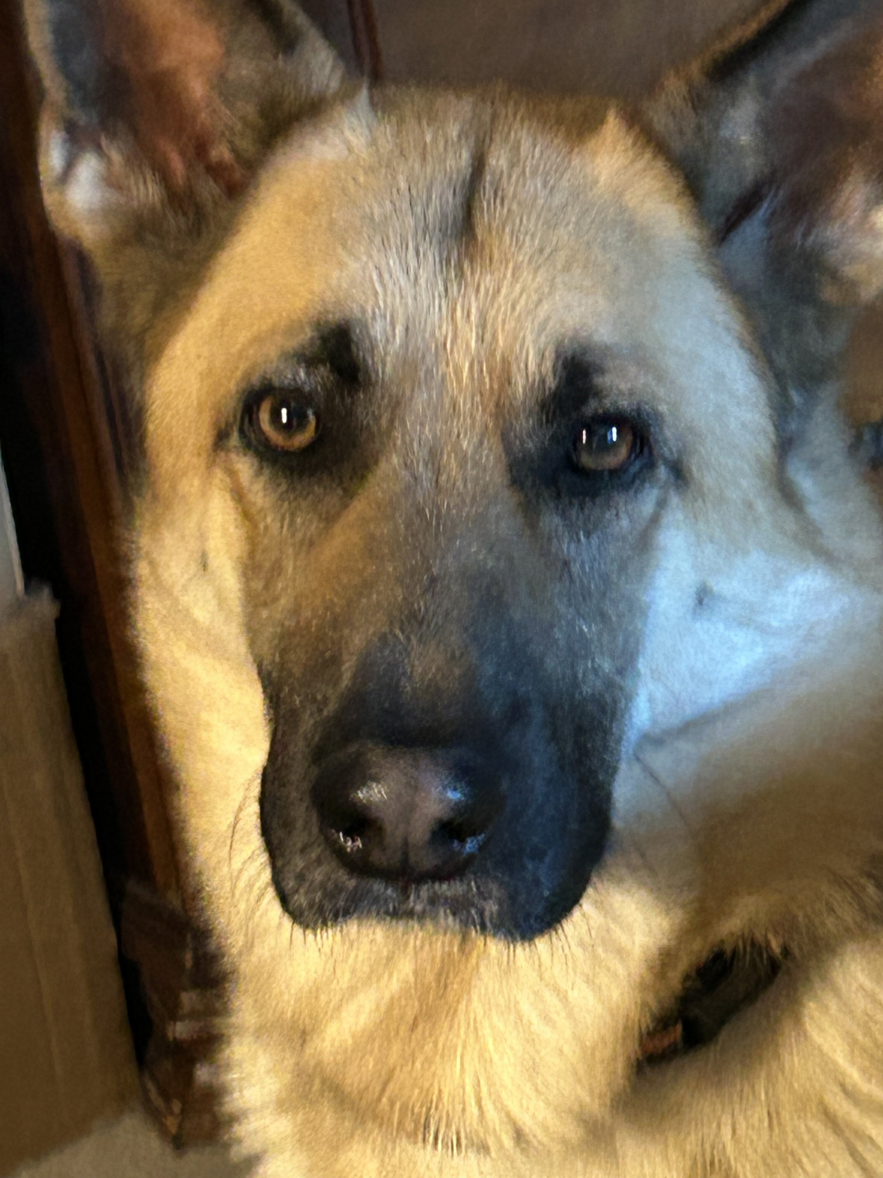 AKC GERMAN SHEPHERD puppies 12 weeks old image 8
