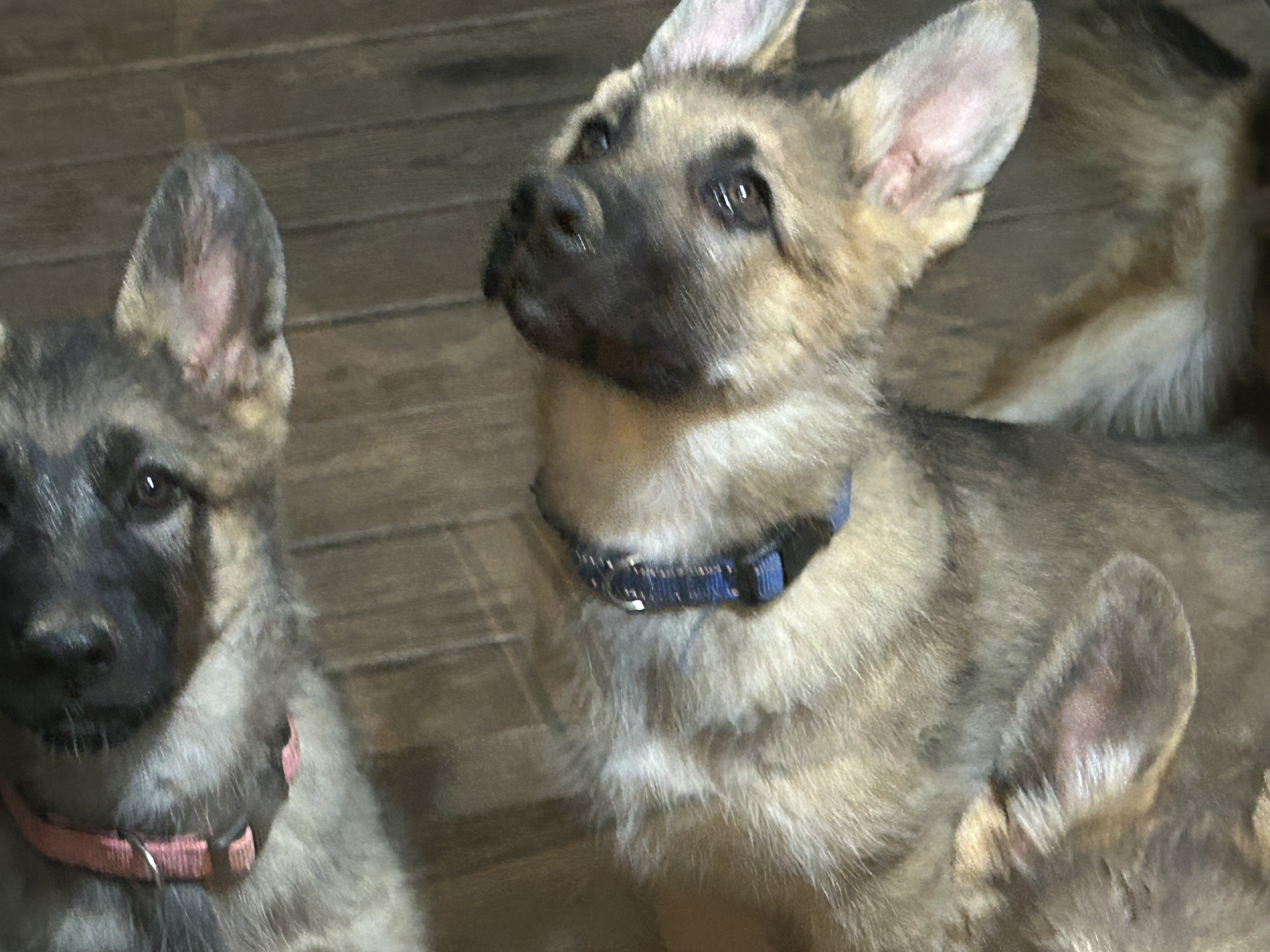AKC GERMAN SHEPHERD puppies 12 weeks old image 5