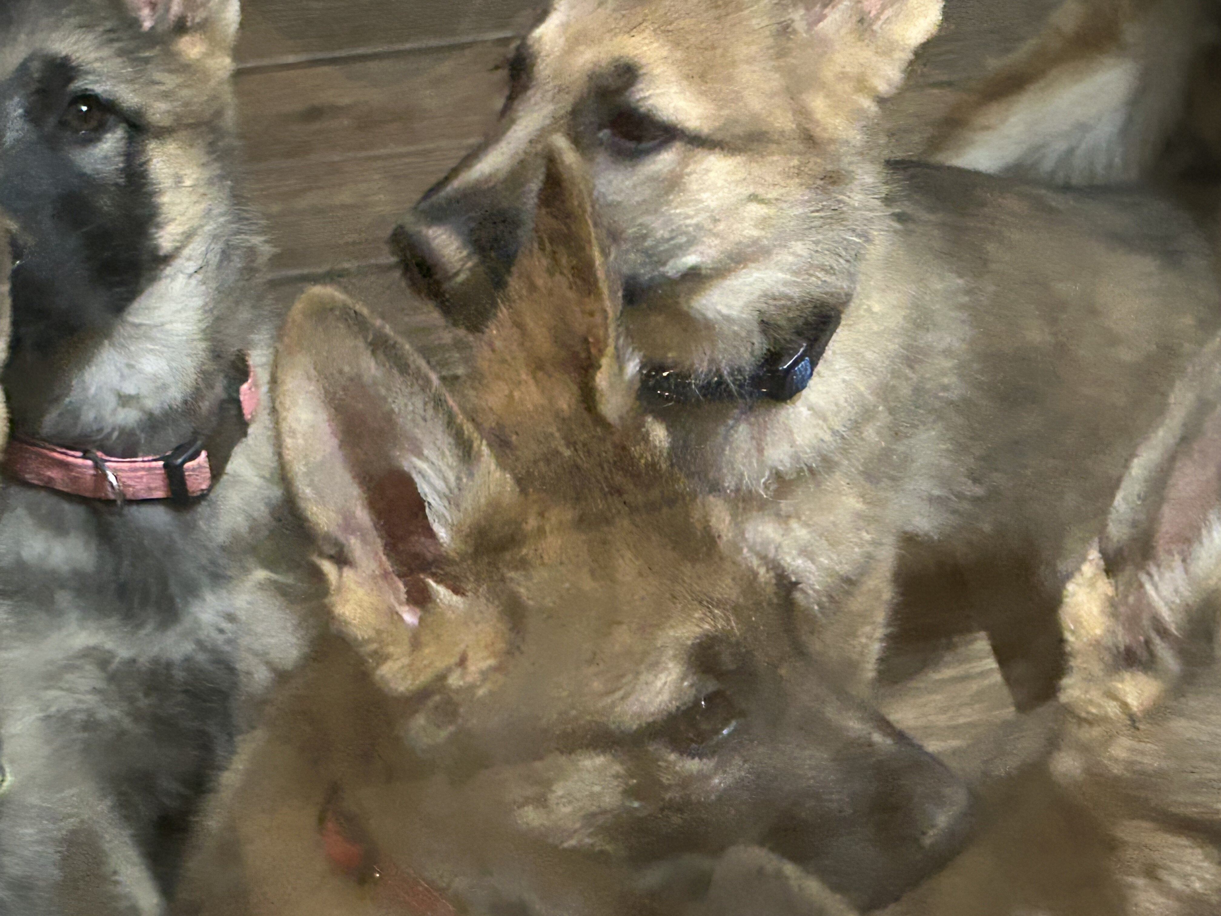 AKC GERMAN SHEPHERD puppies 12 weeks old image 7