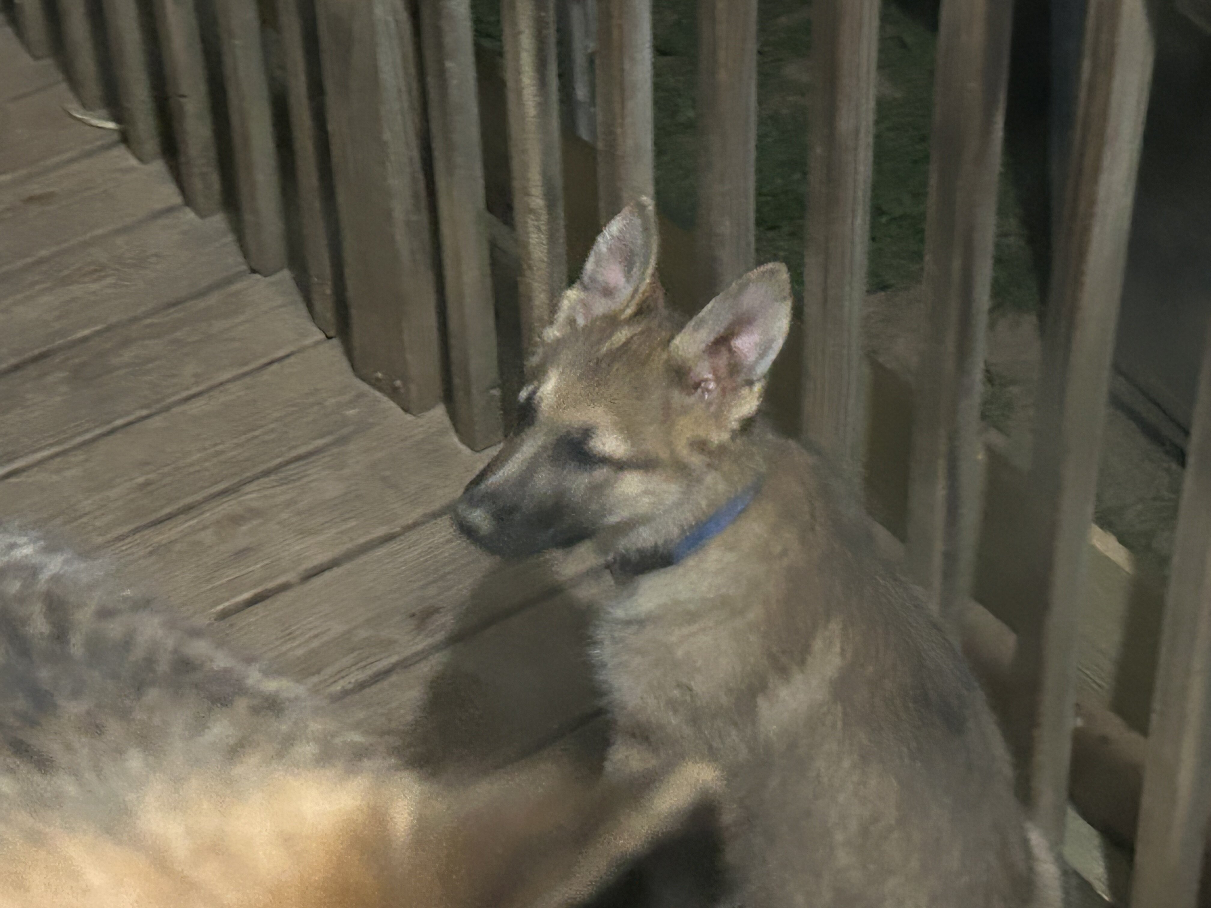 AKC GERMAN SHEPHERD puppies 12 weeks old image 4