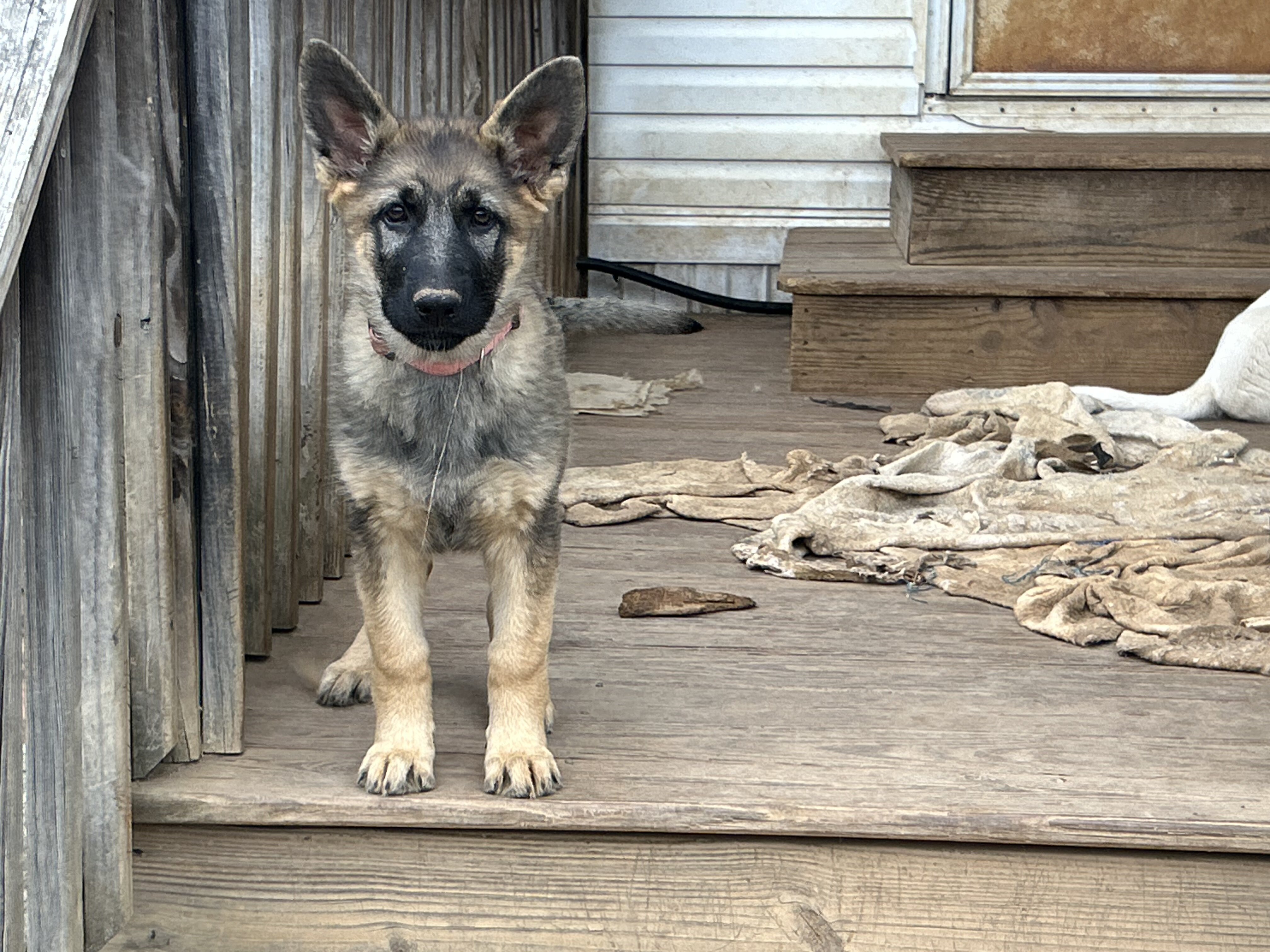AKC GERMAN SHEPHERD puppies 12 weeks old image 3
