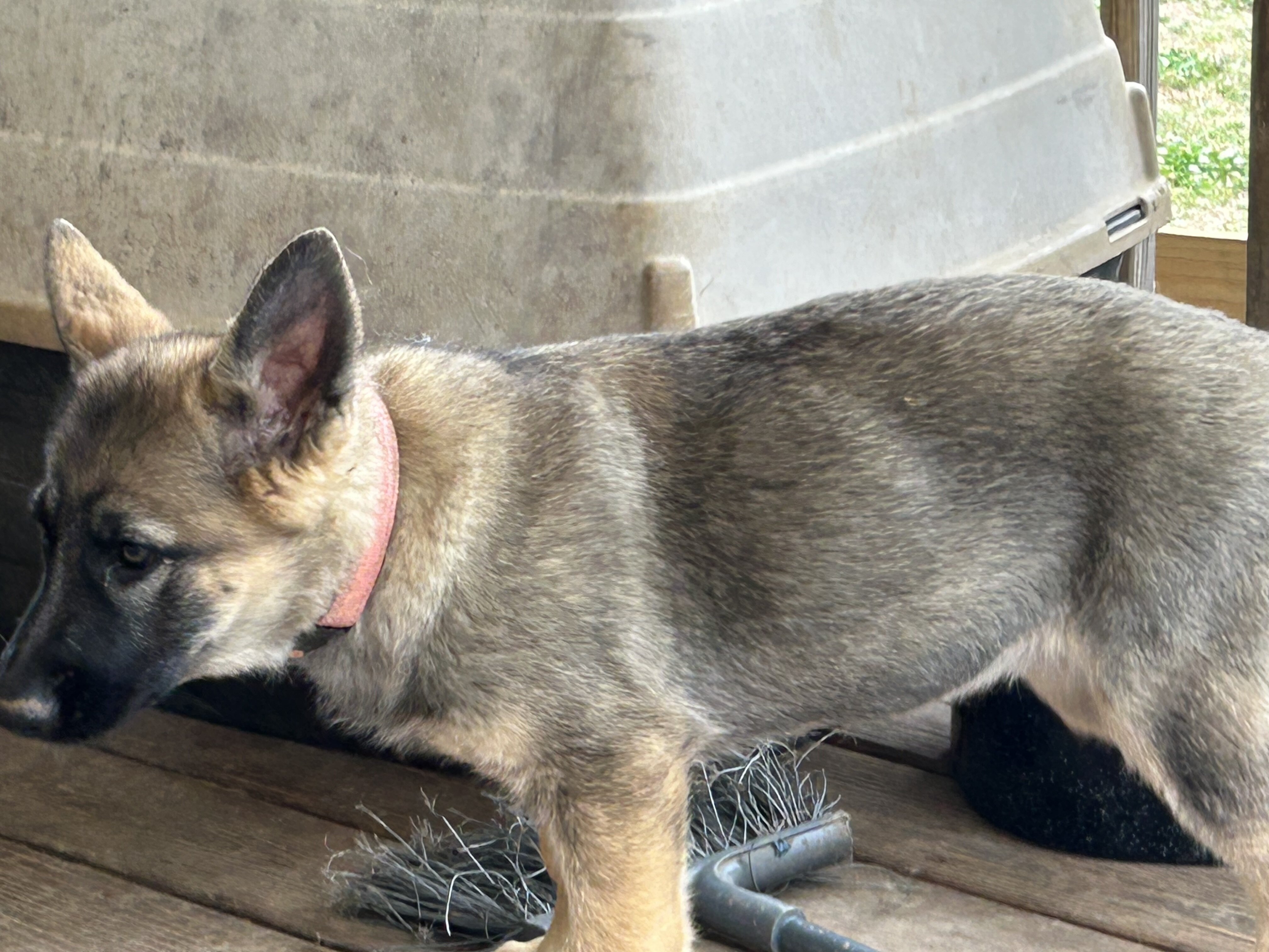 AKC GERMAN SHEPHERD puppies 12 weeks old image 2
