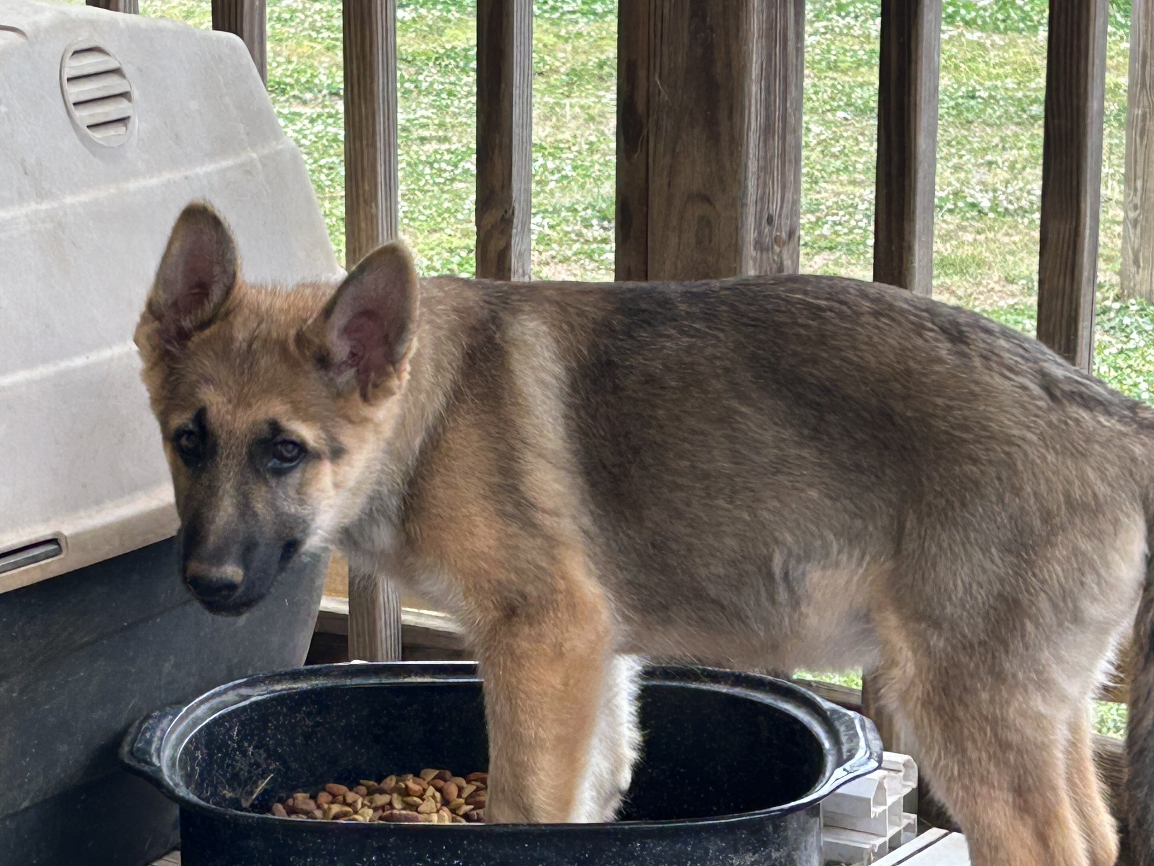 AKC GERMAN SHEPHERD puppies 12 weeks old image 1