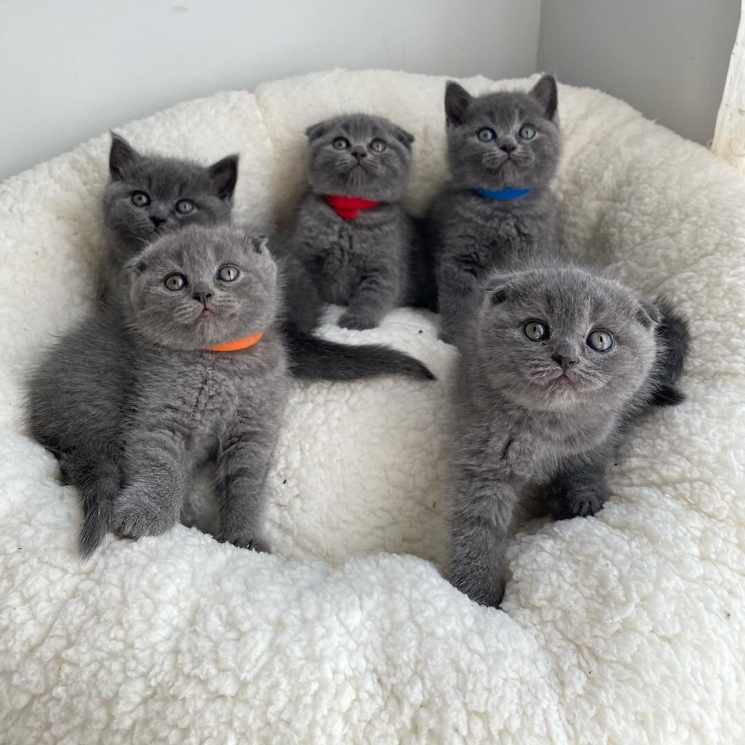 British shorthair kitten's ready for adoption image 1