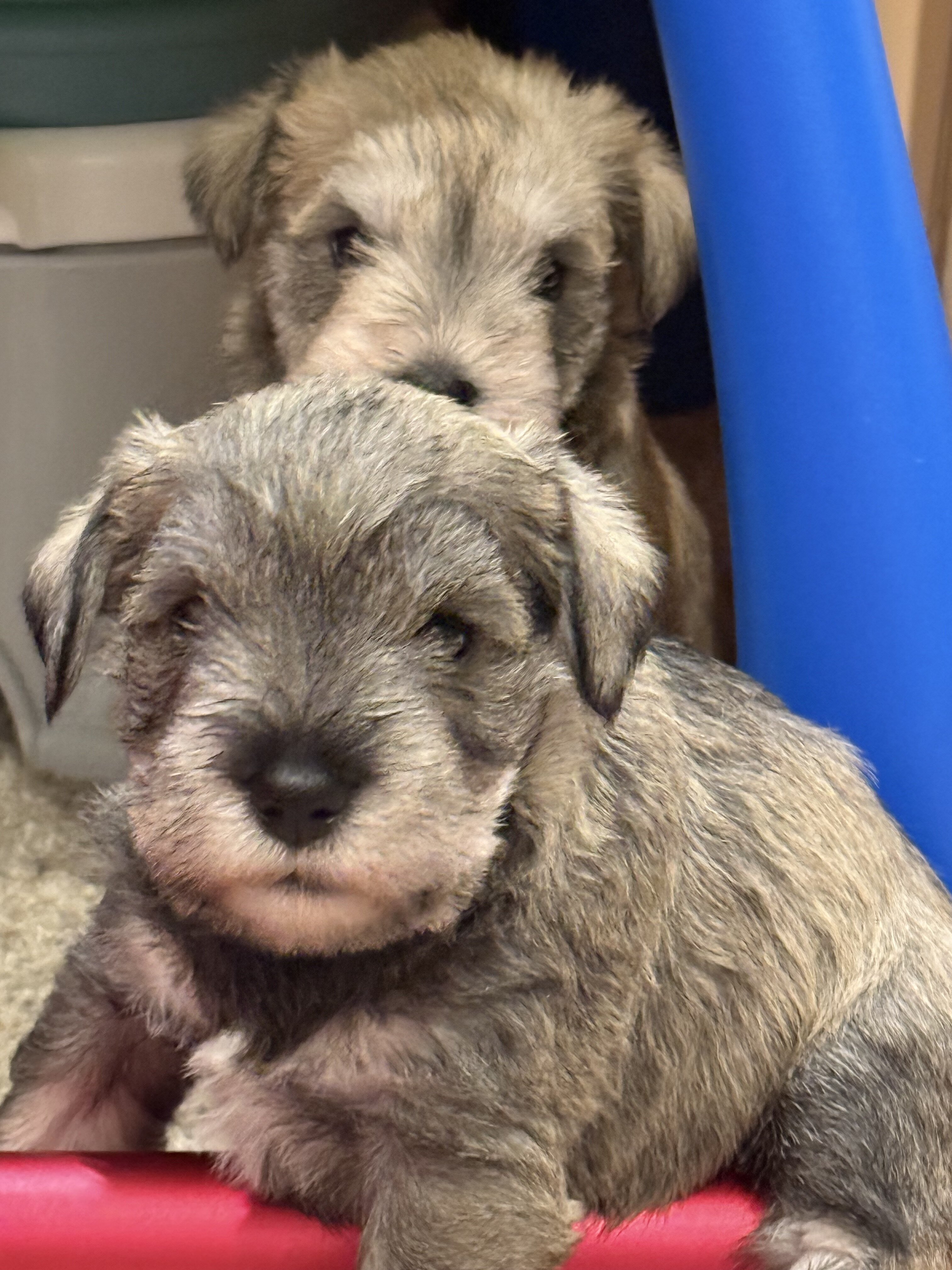 Miniature Schnauzer image 3