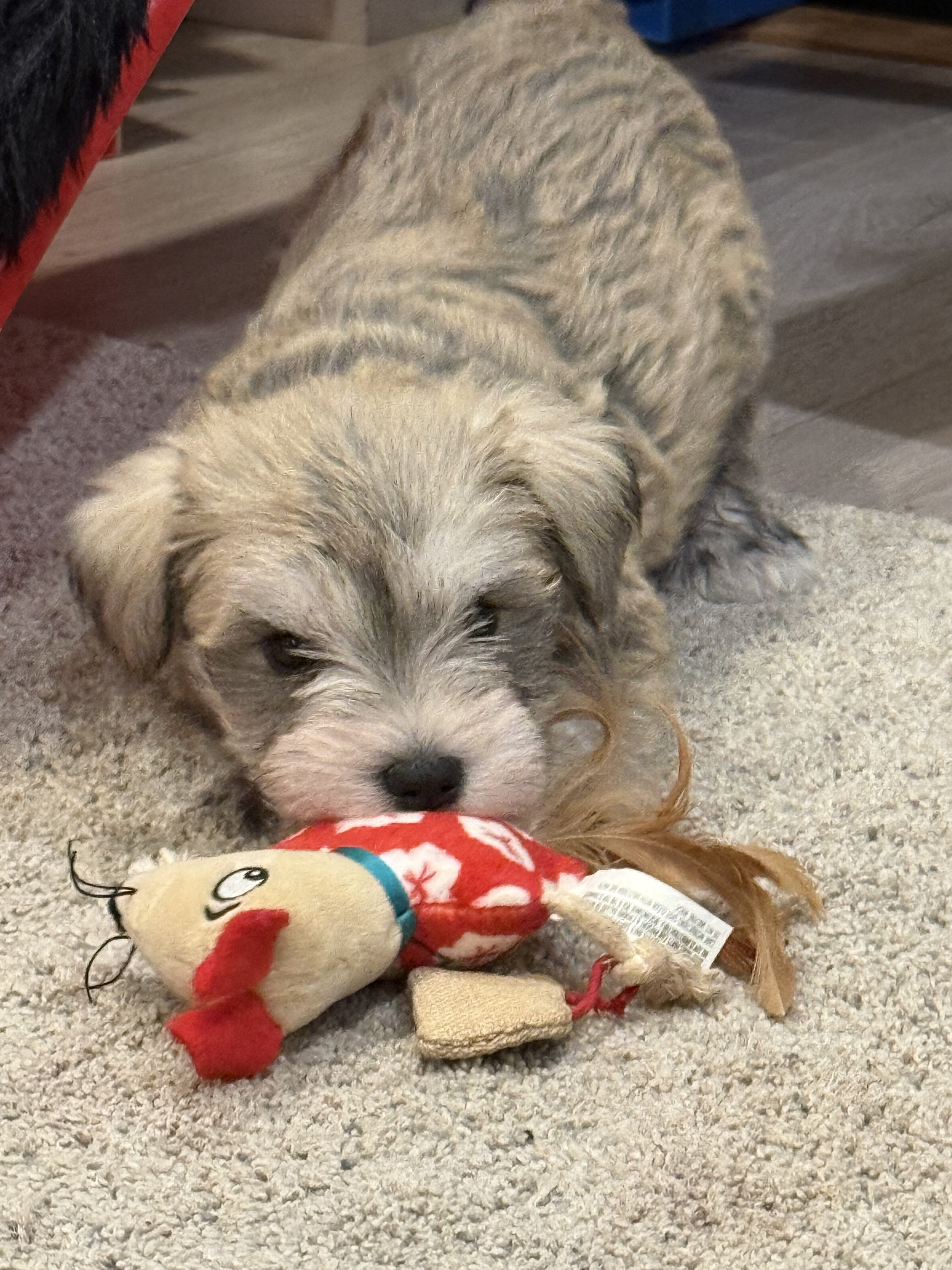 Miniature Schnauzer image 2
