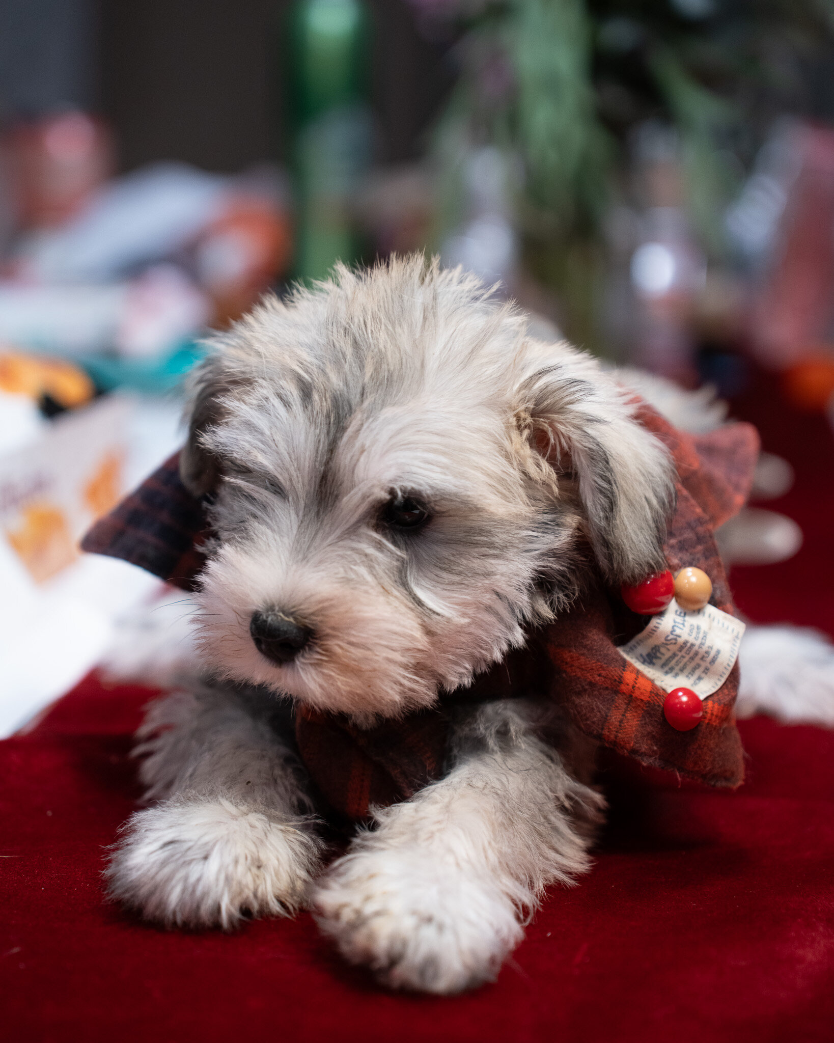 Miniature Schnauzer image 1