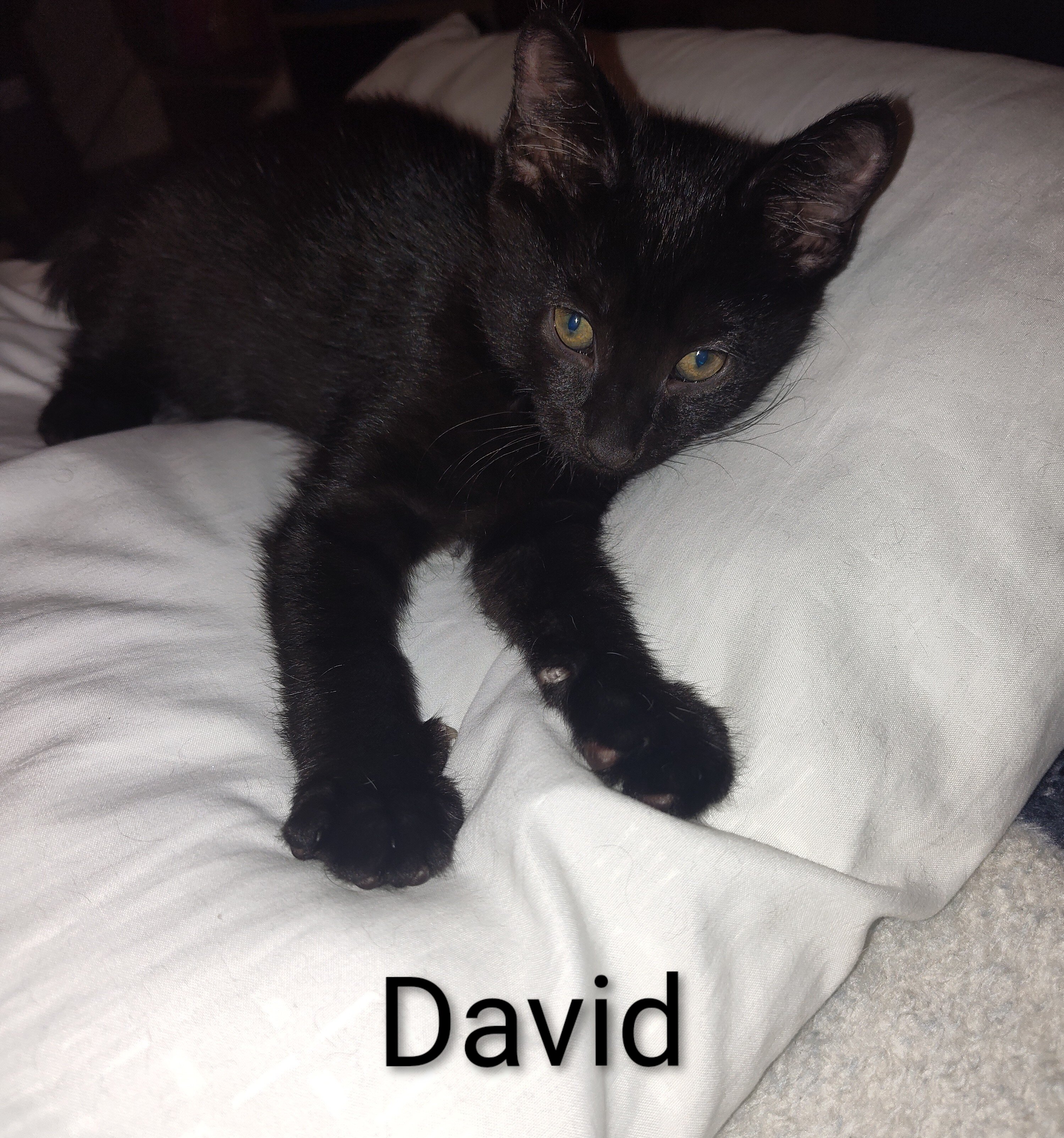 Kittens image 1