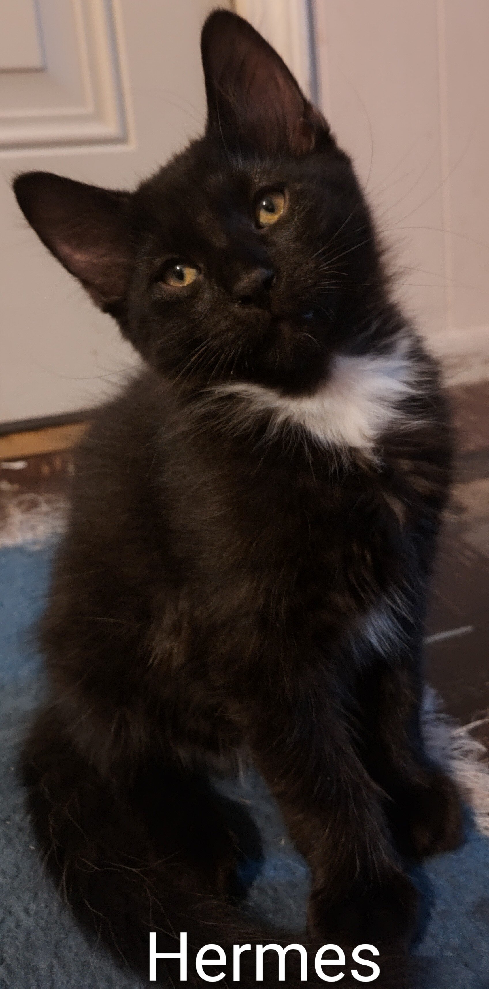 Kittens image 2