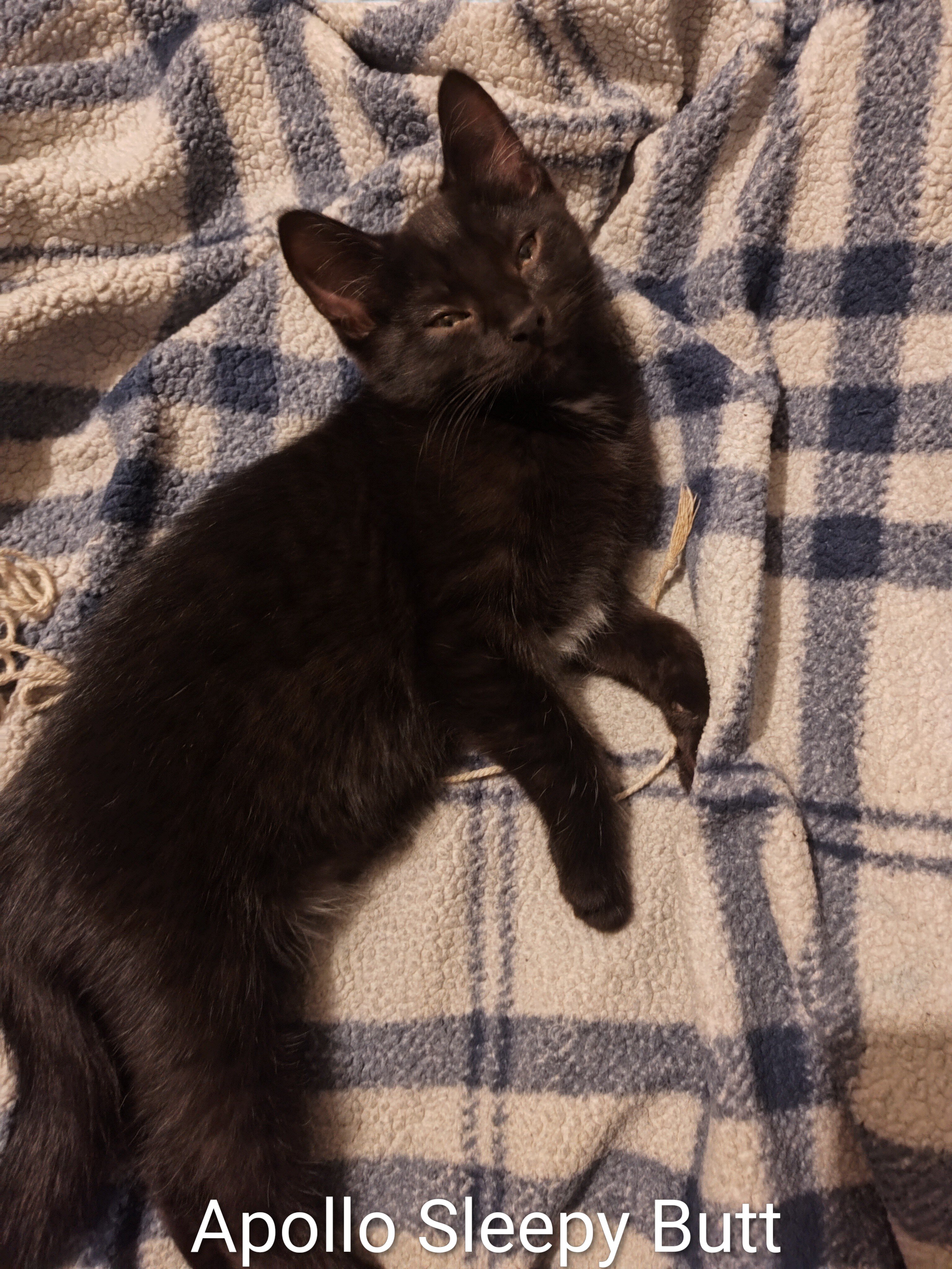 Kittens image 3