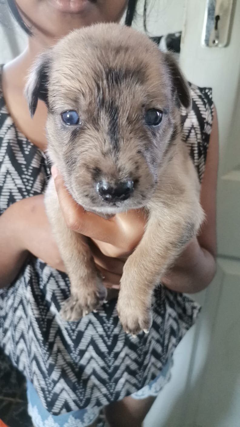 Puppies image 1