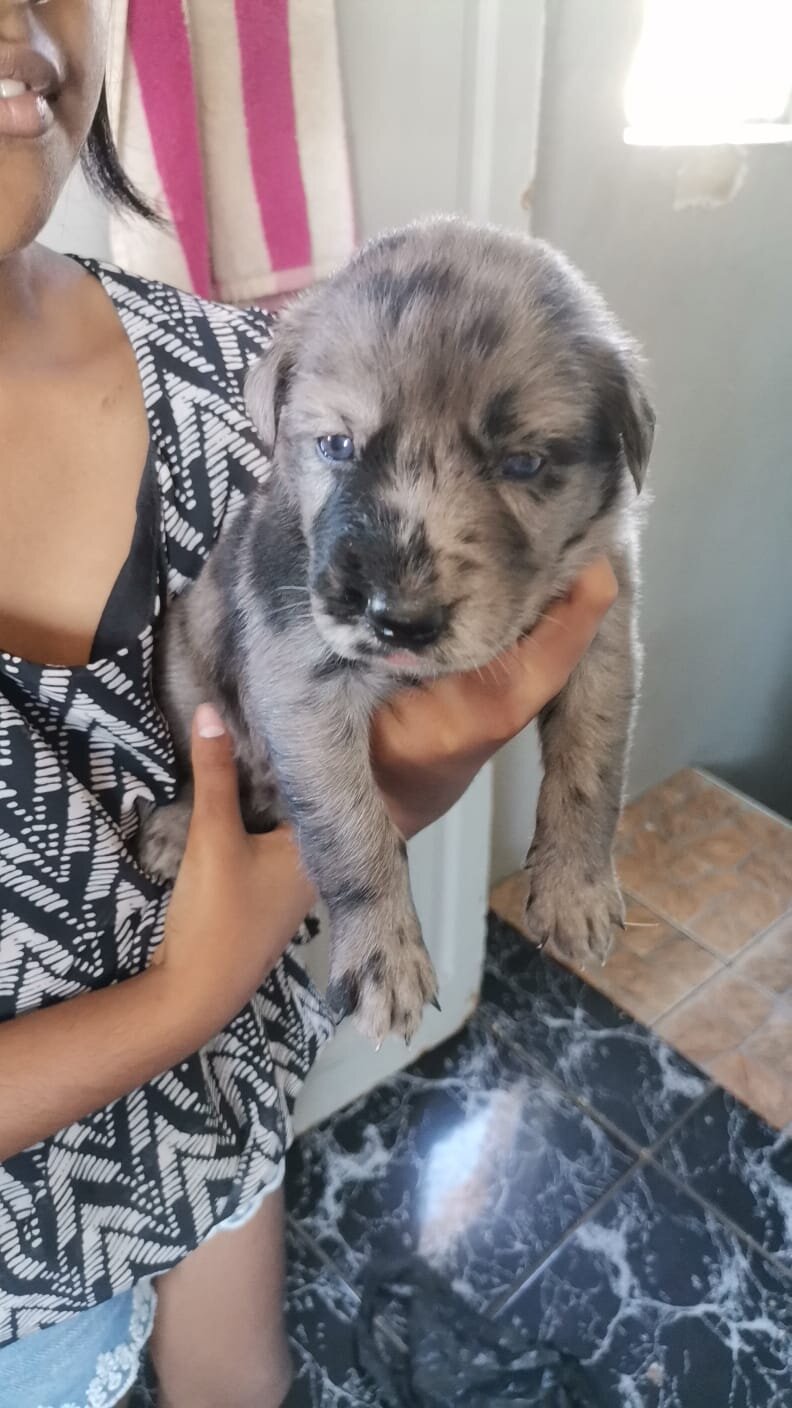 Puppies image 2