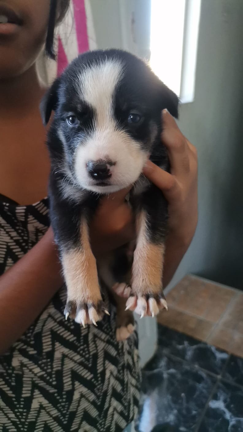 Puppies image 3