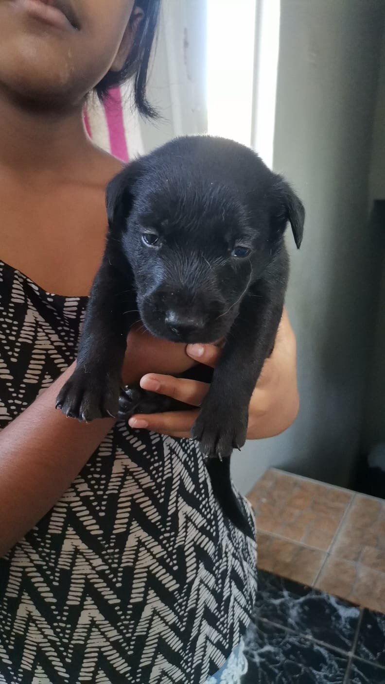 Puppies image 5