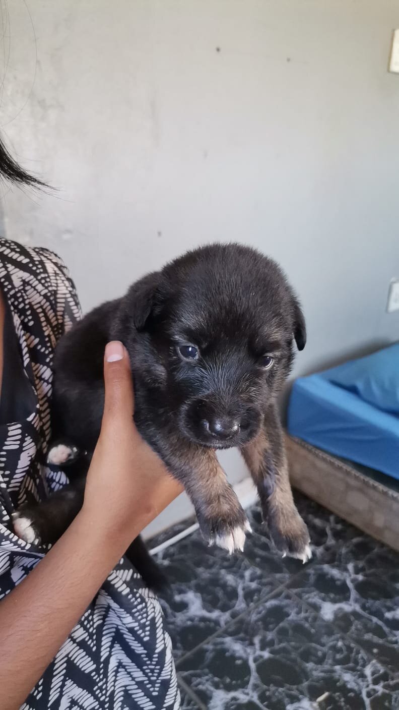 Puppies image 4