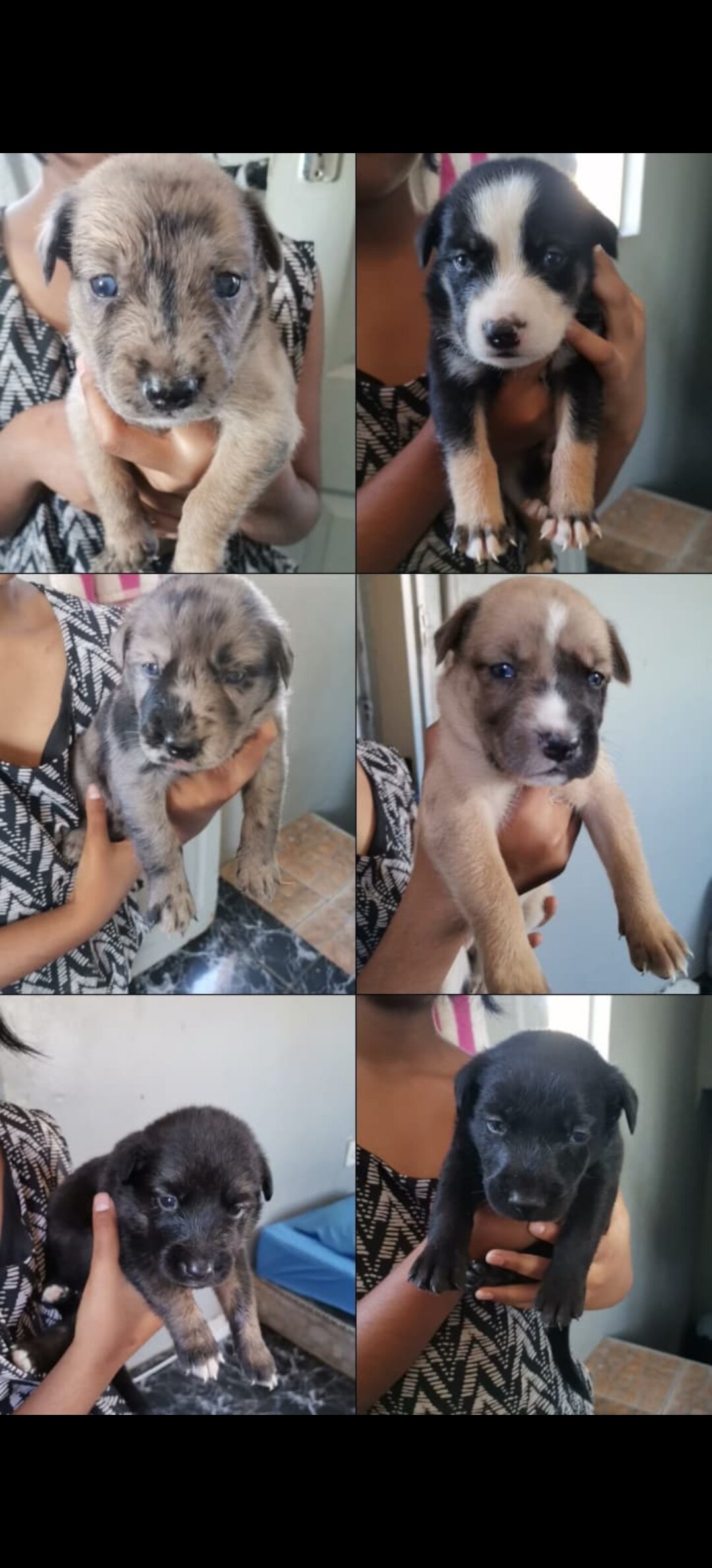 Puppies image 7