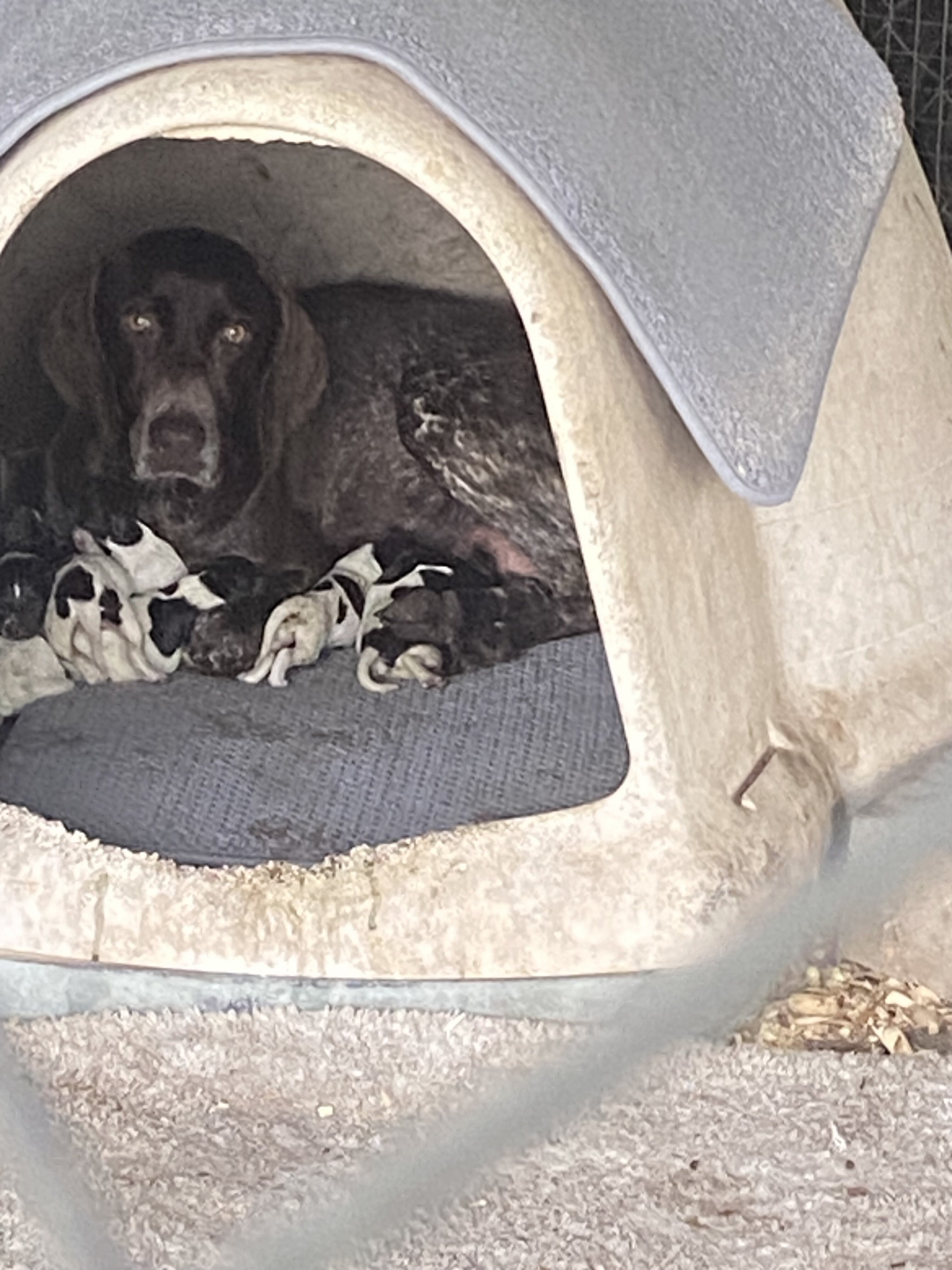 German Shorthaired Pointer Puppies image 1