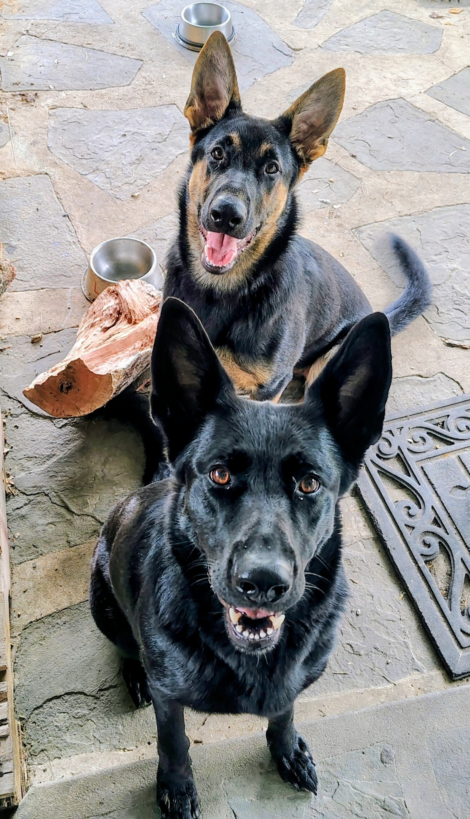 Purebred German Shepherd puppies image 2