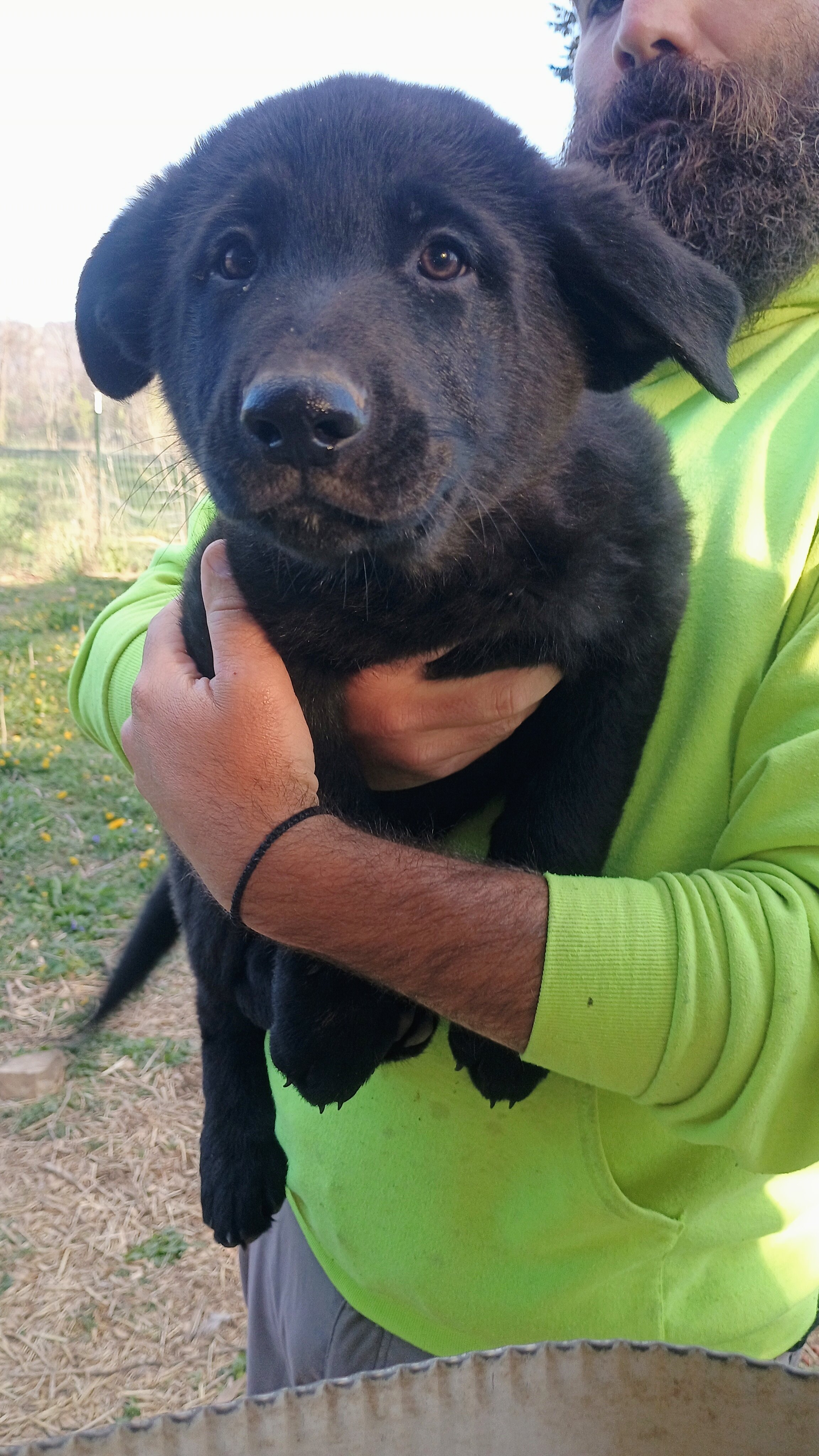 Purebred German Shepherd puppies image 1