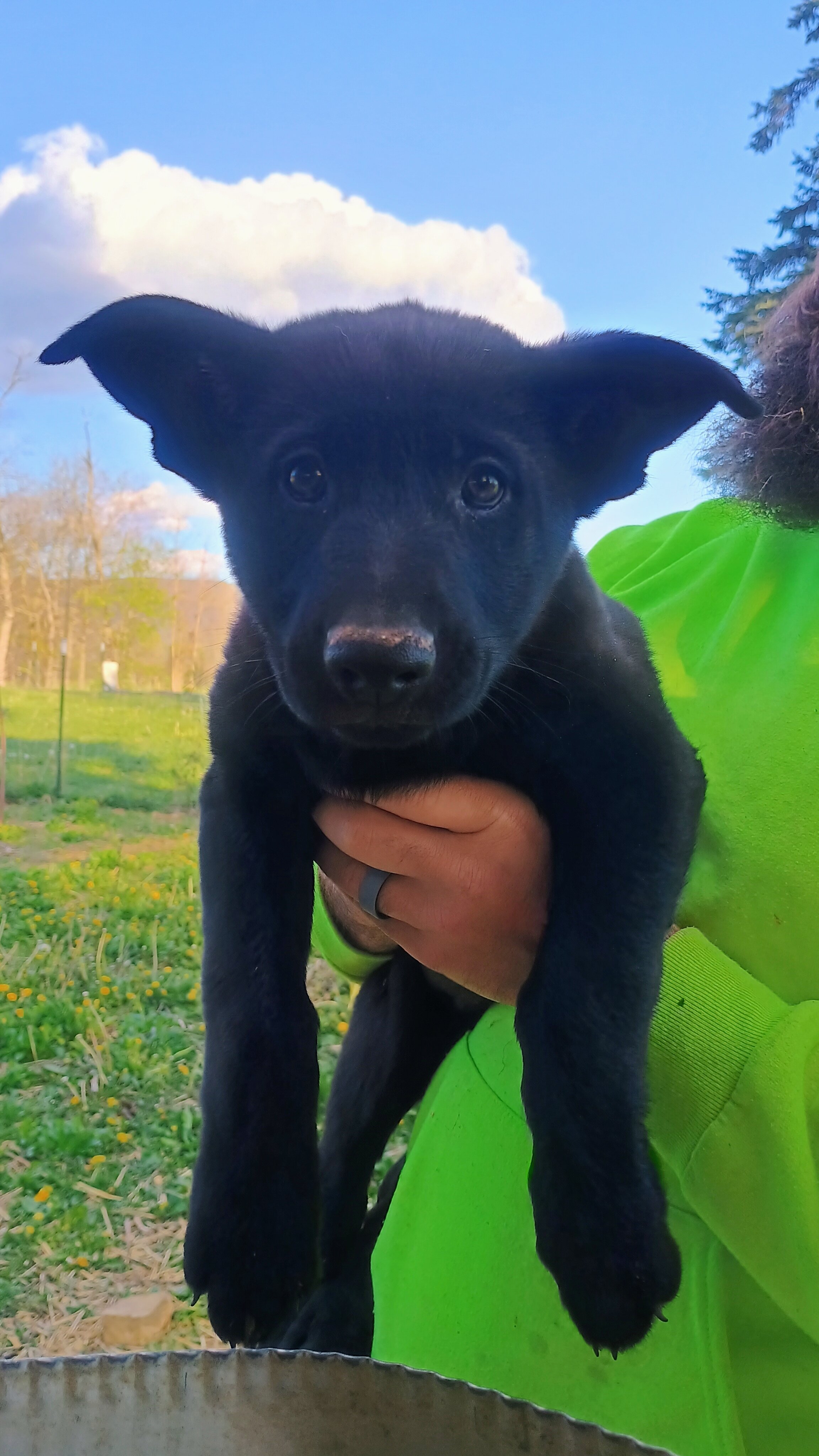 Purebred German Shepherd puppies image 3