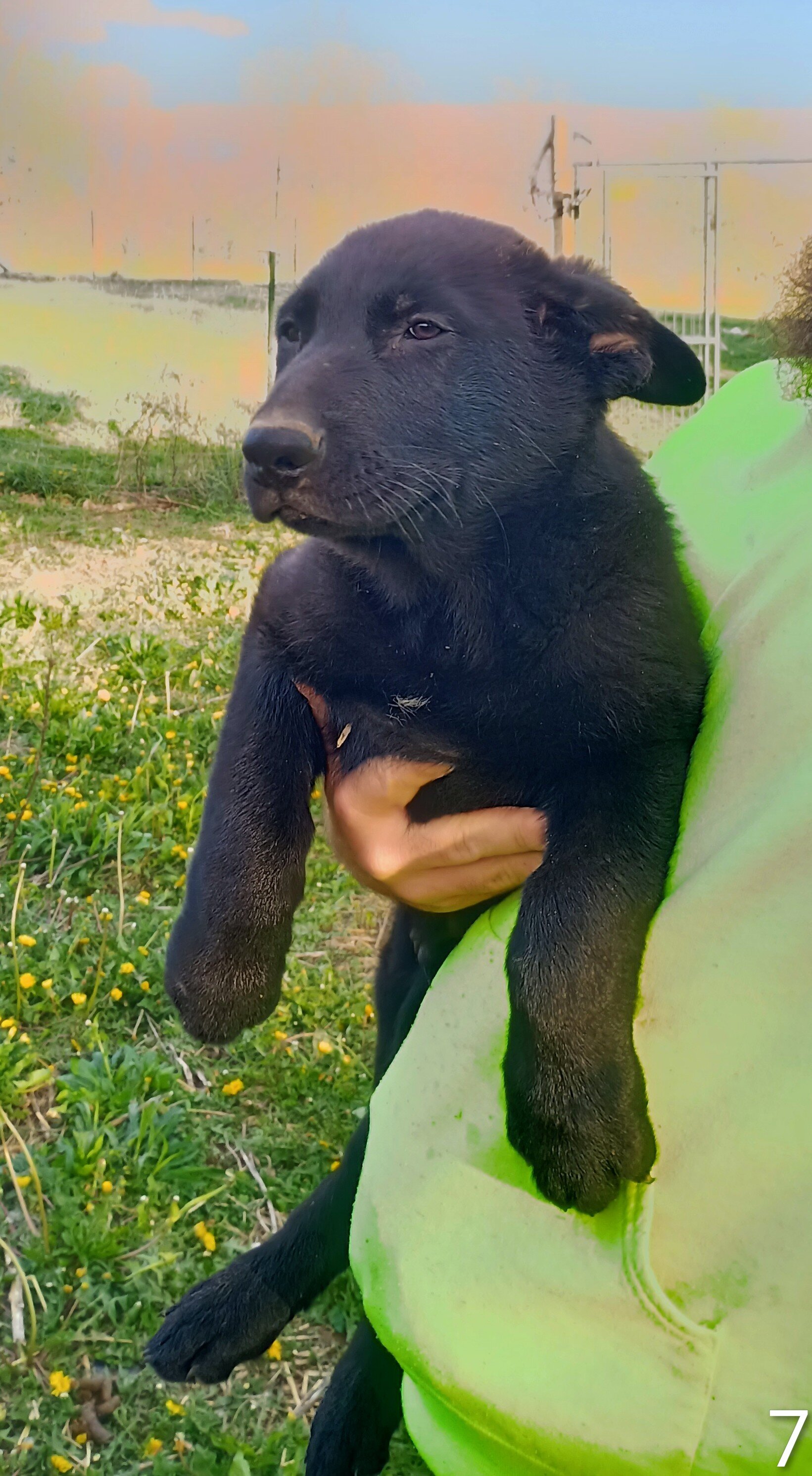 Purebred German Shepherd puppies image 4
